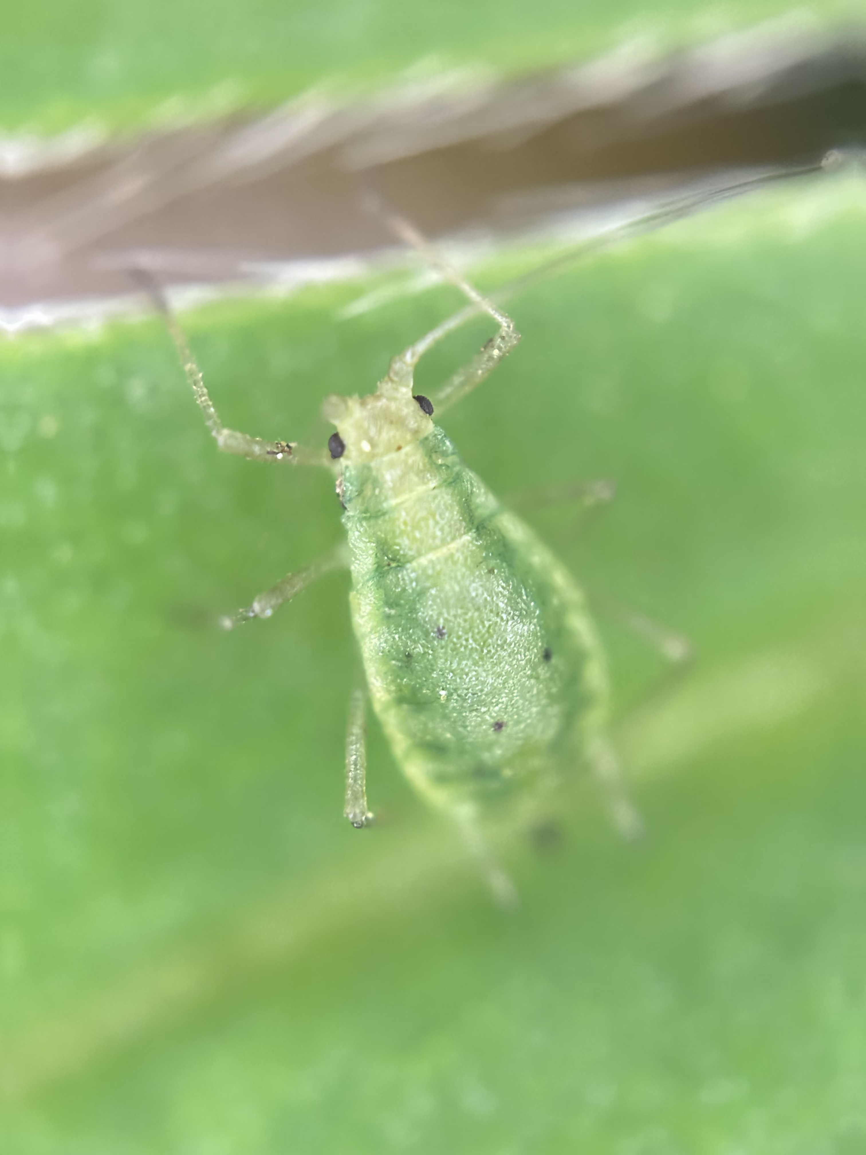 Not Easy Being Green