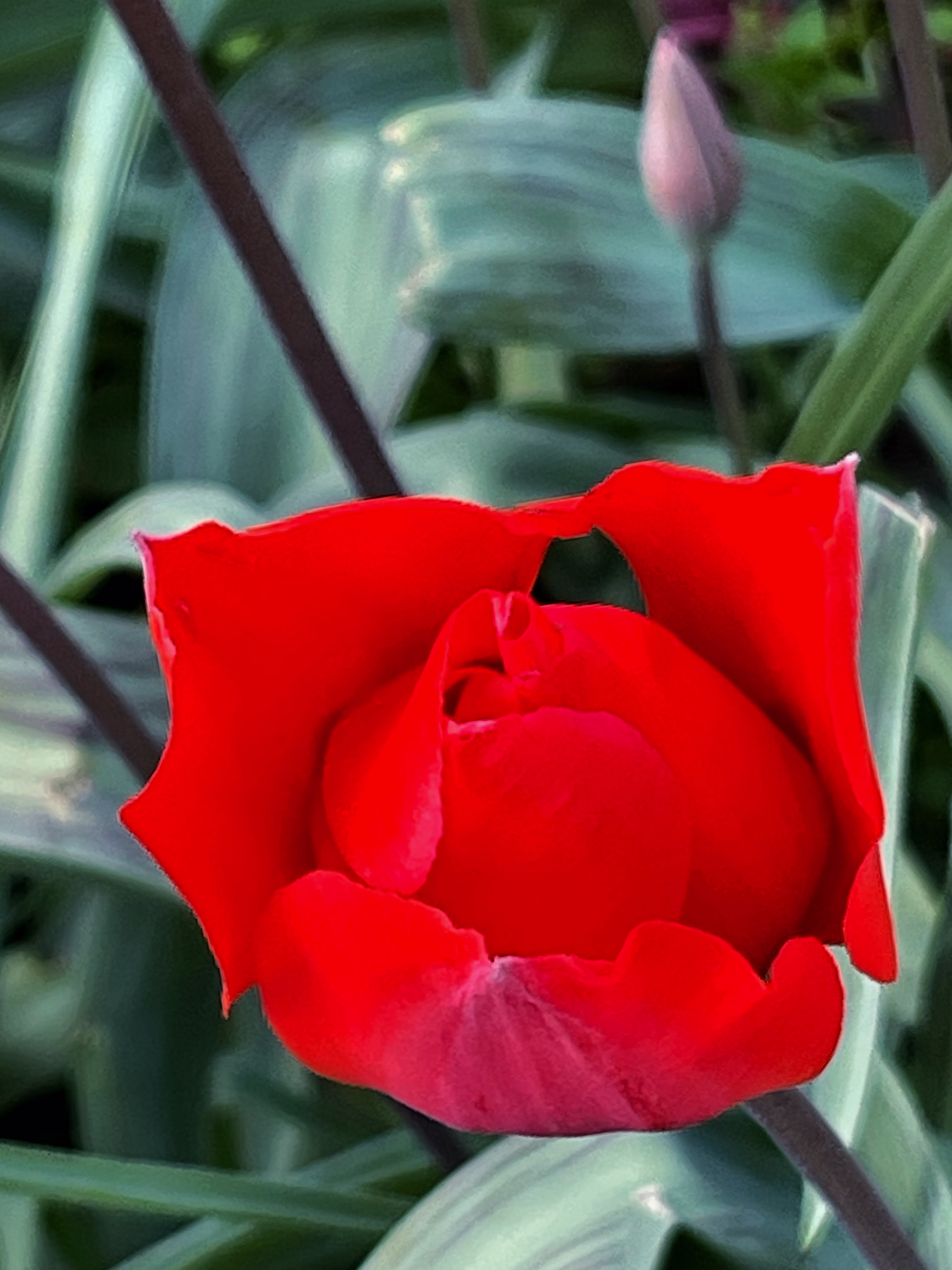 tulip
