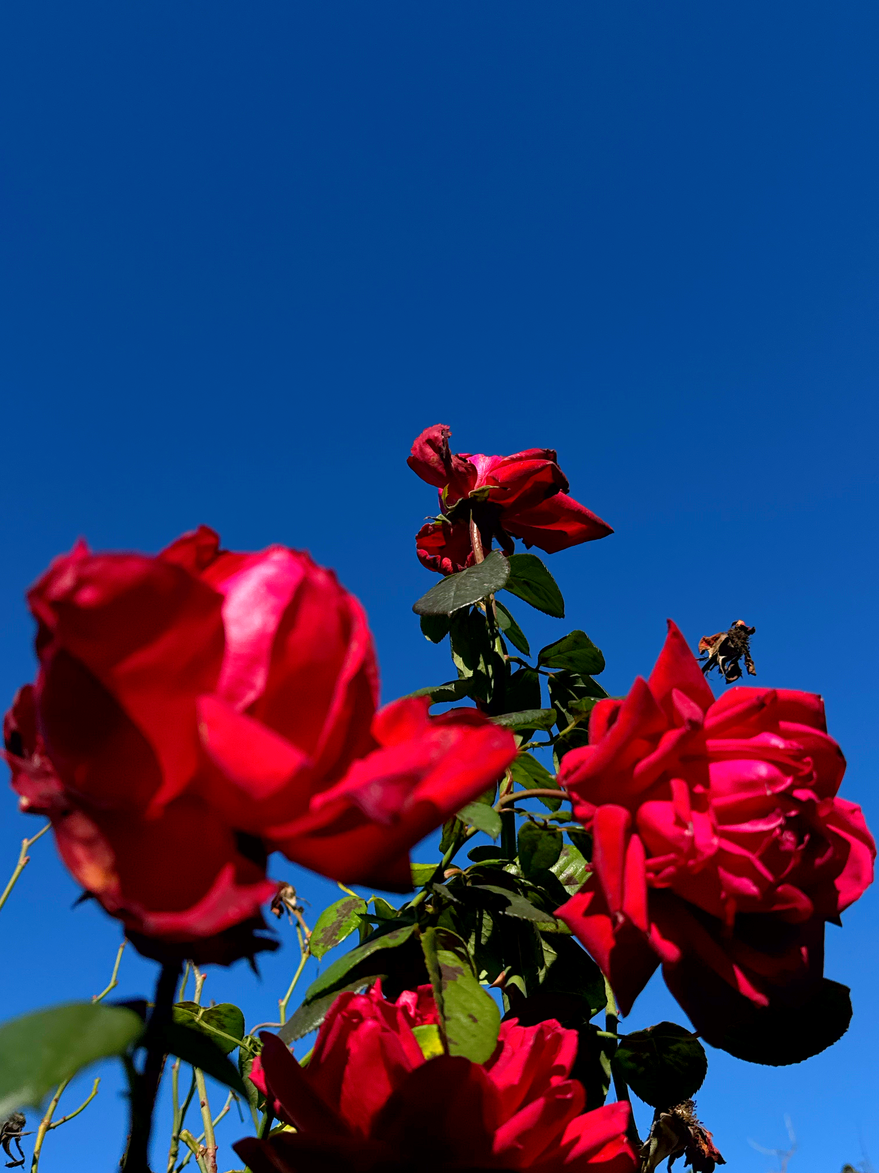 October roses