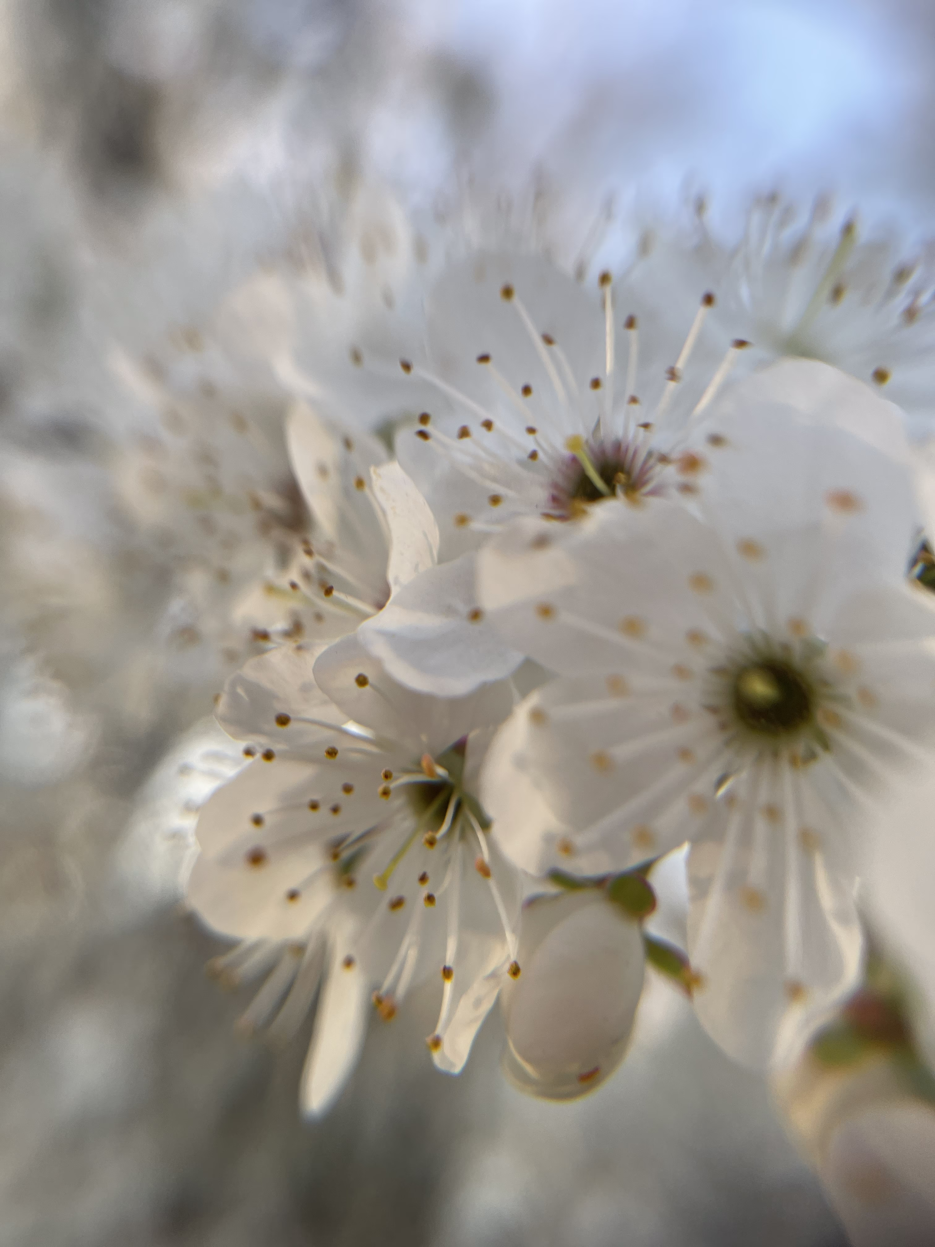 blossom_4