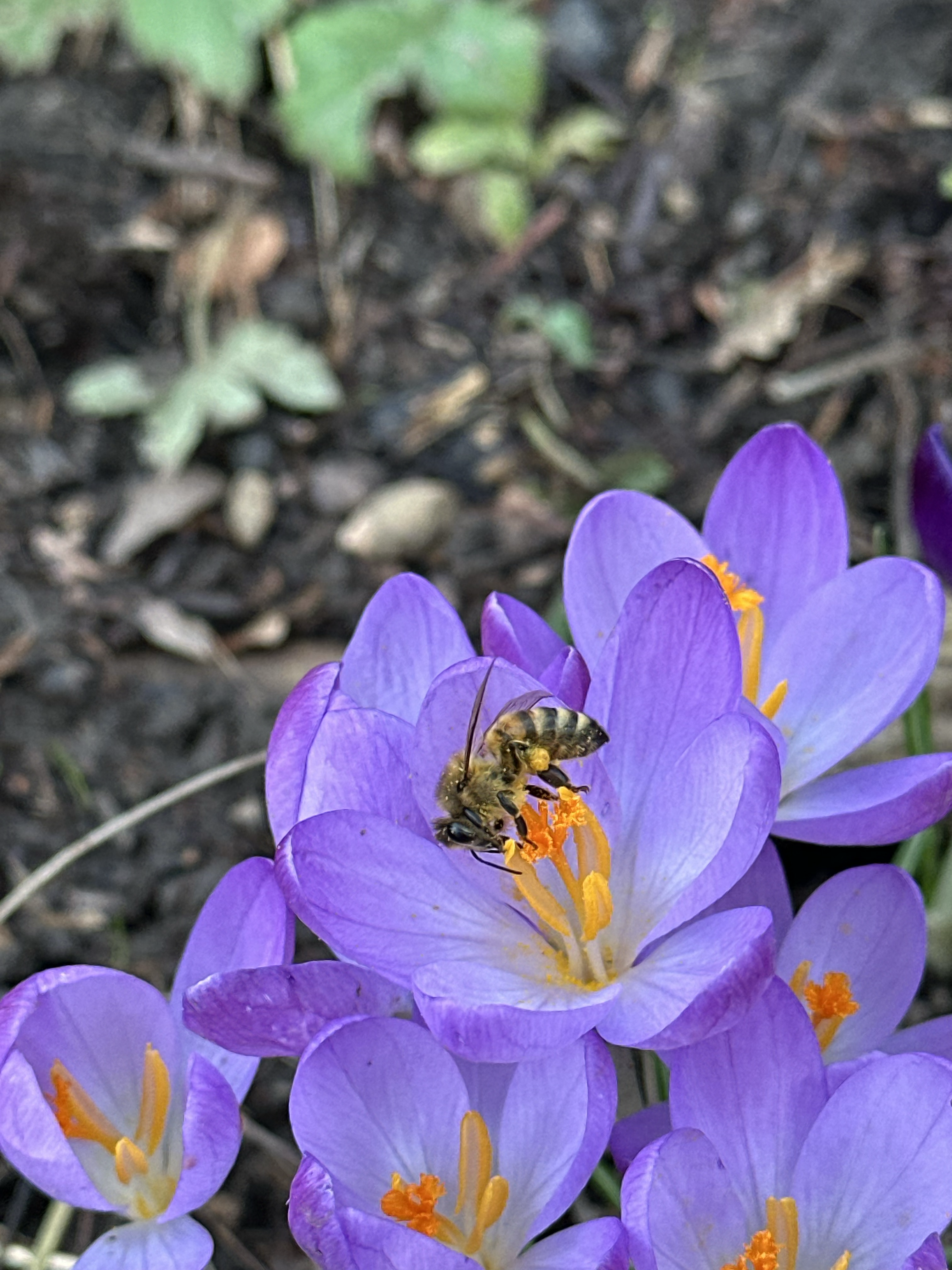 Spring Buzz