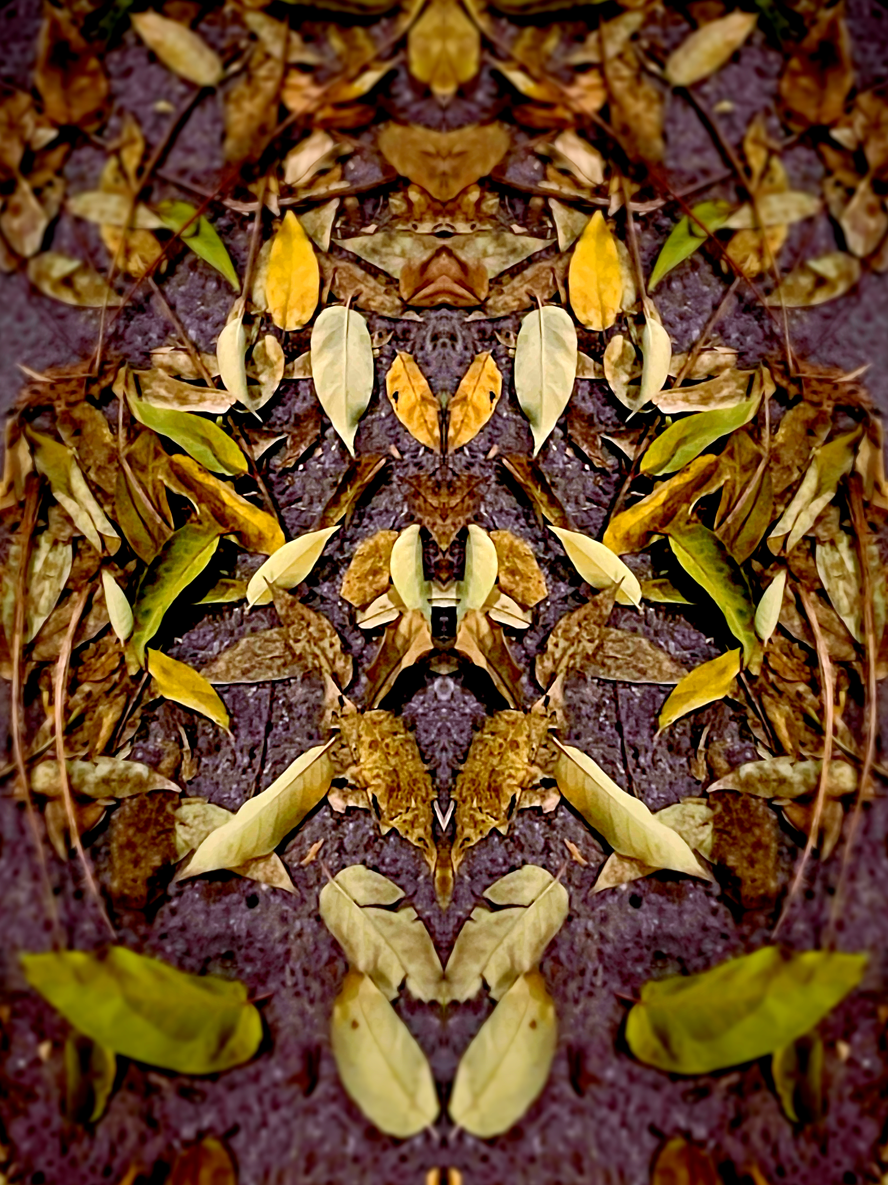 mirroring autumn leaves 