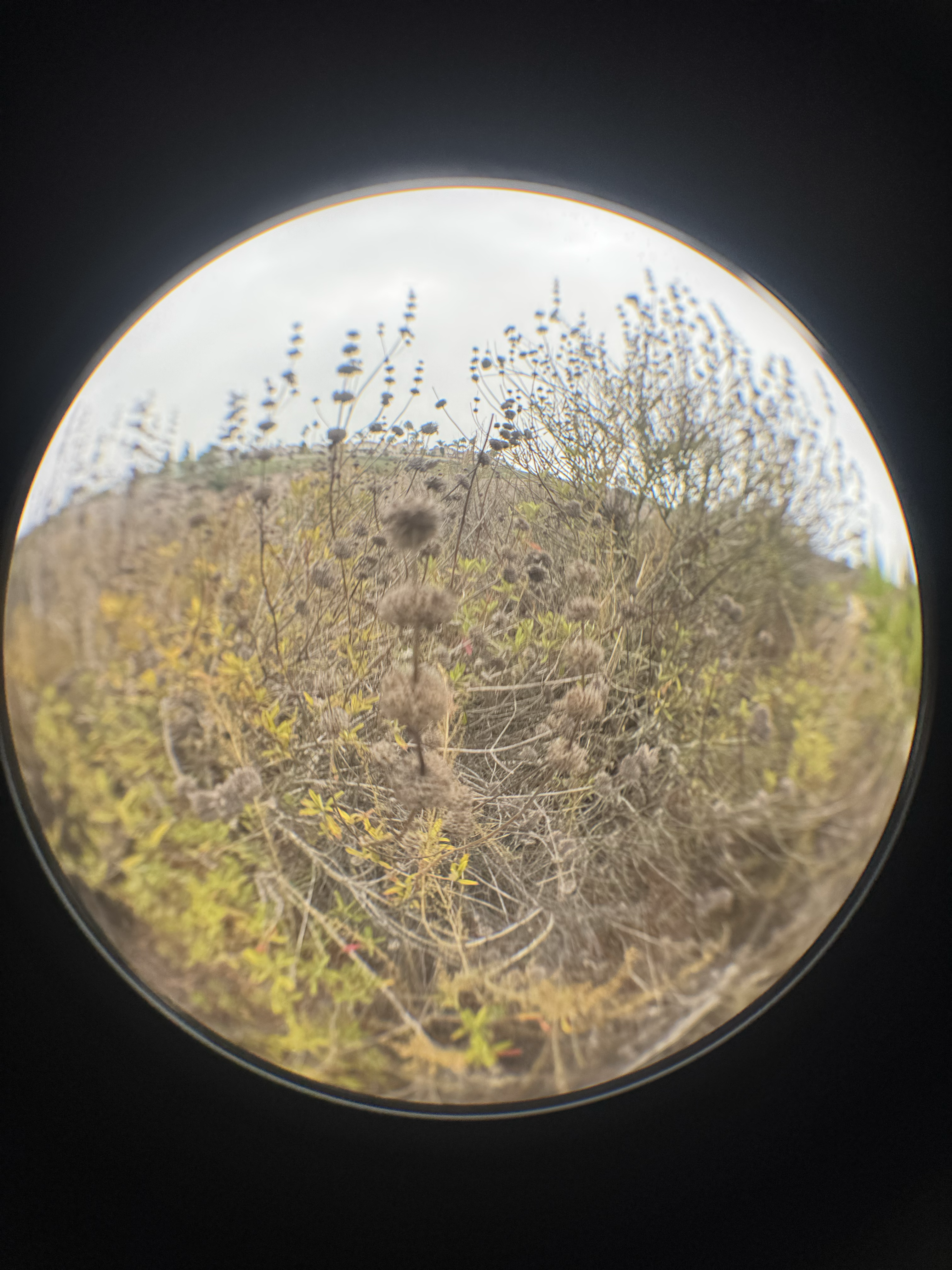 Whispers of tomorrow 