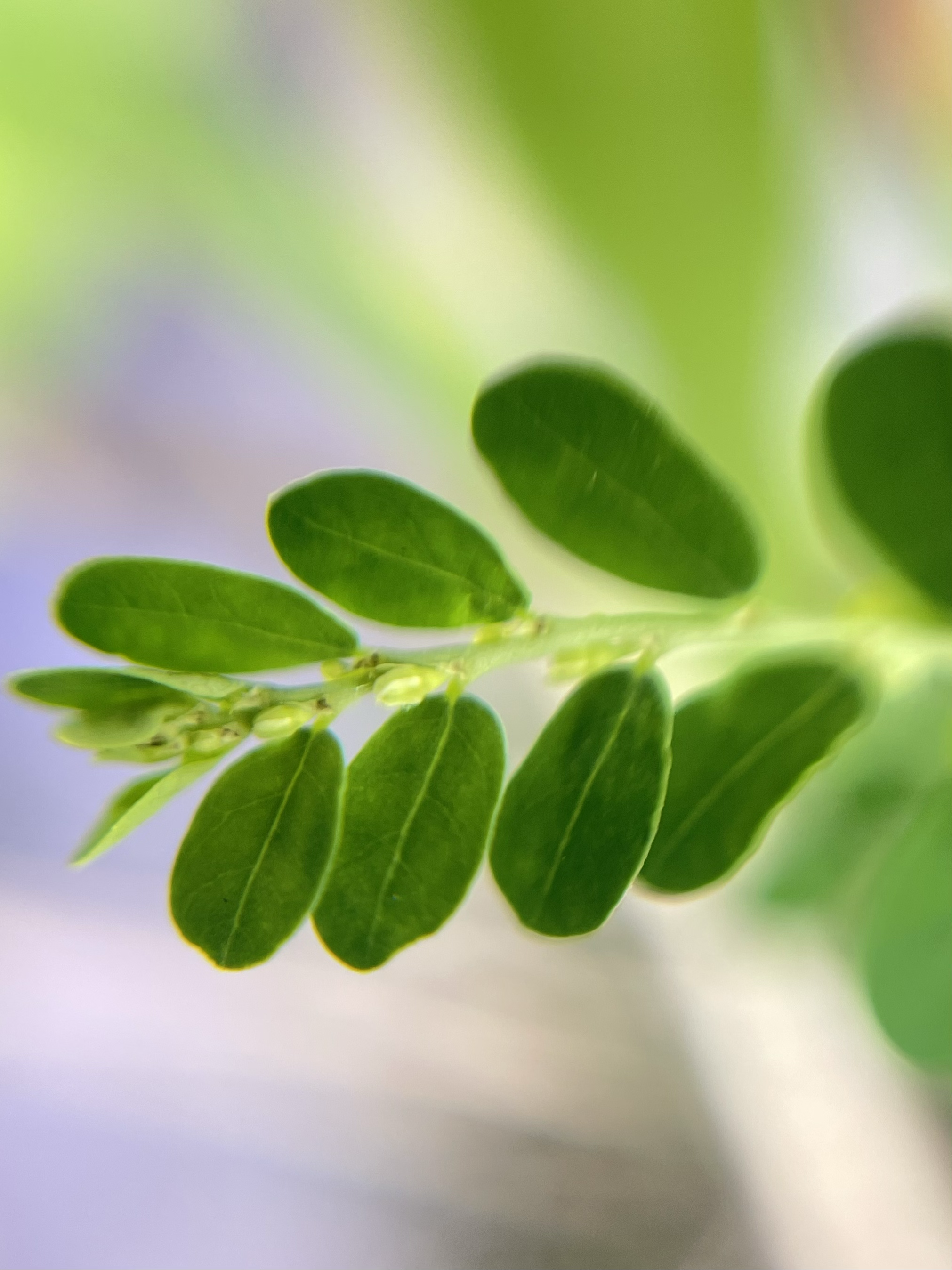 Pretty Like a flower (macro shot II)