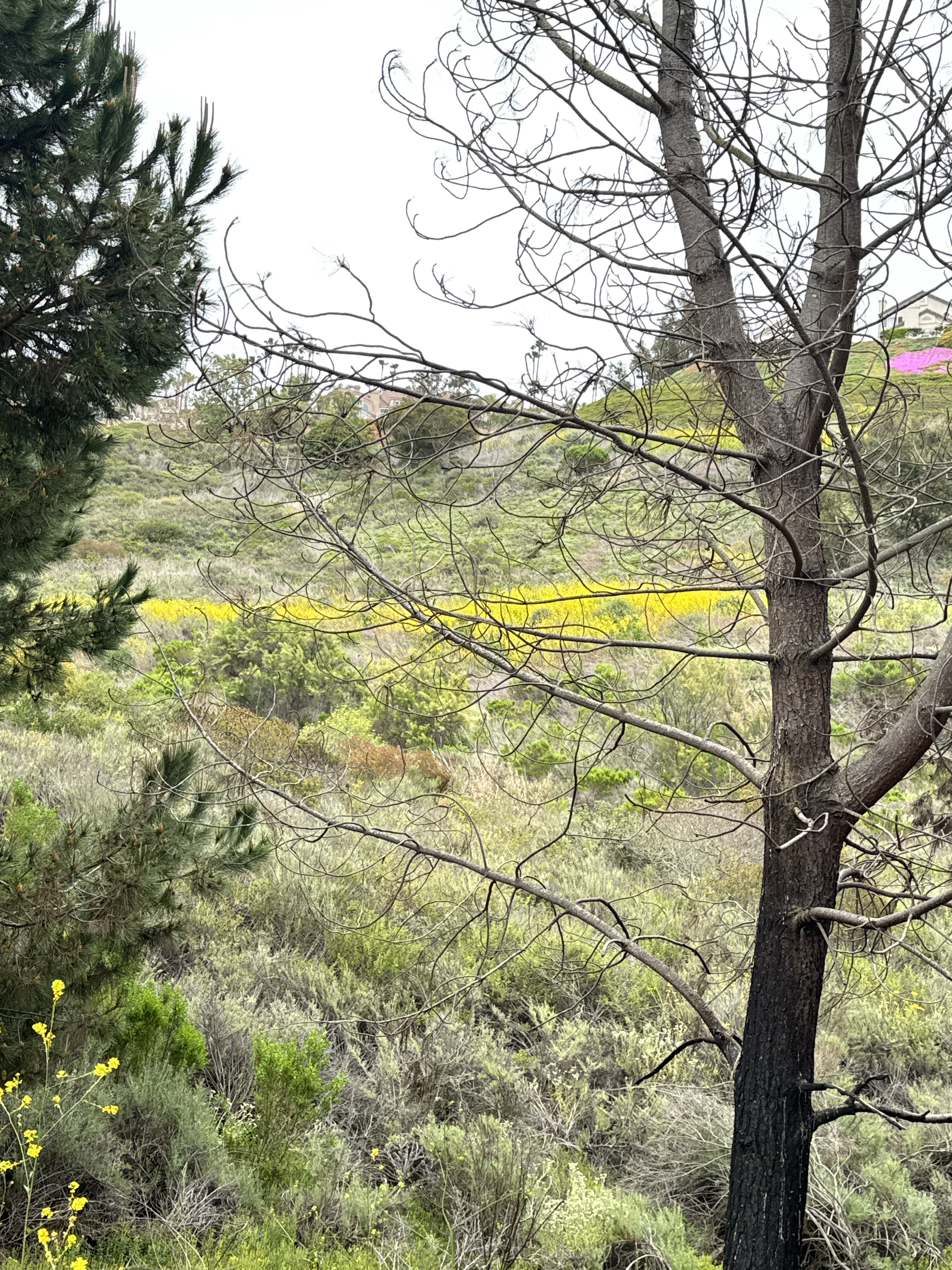 Spring in the valley 