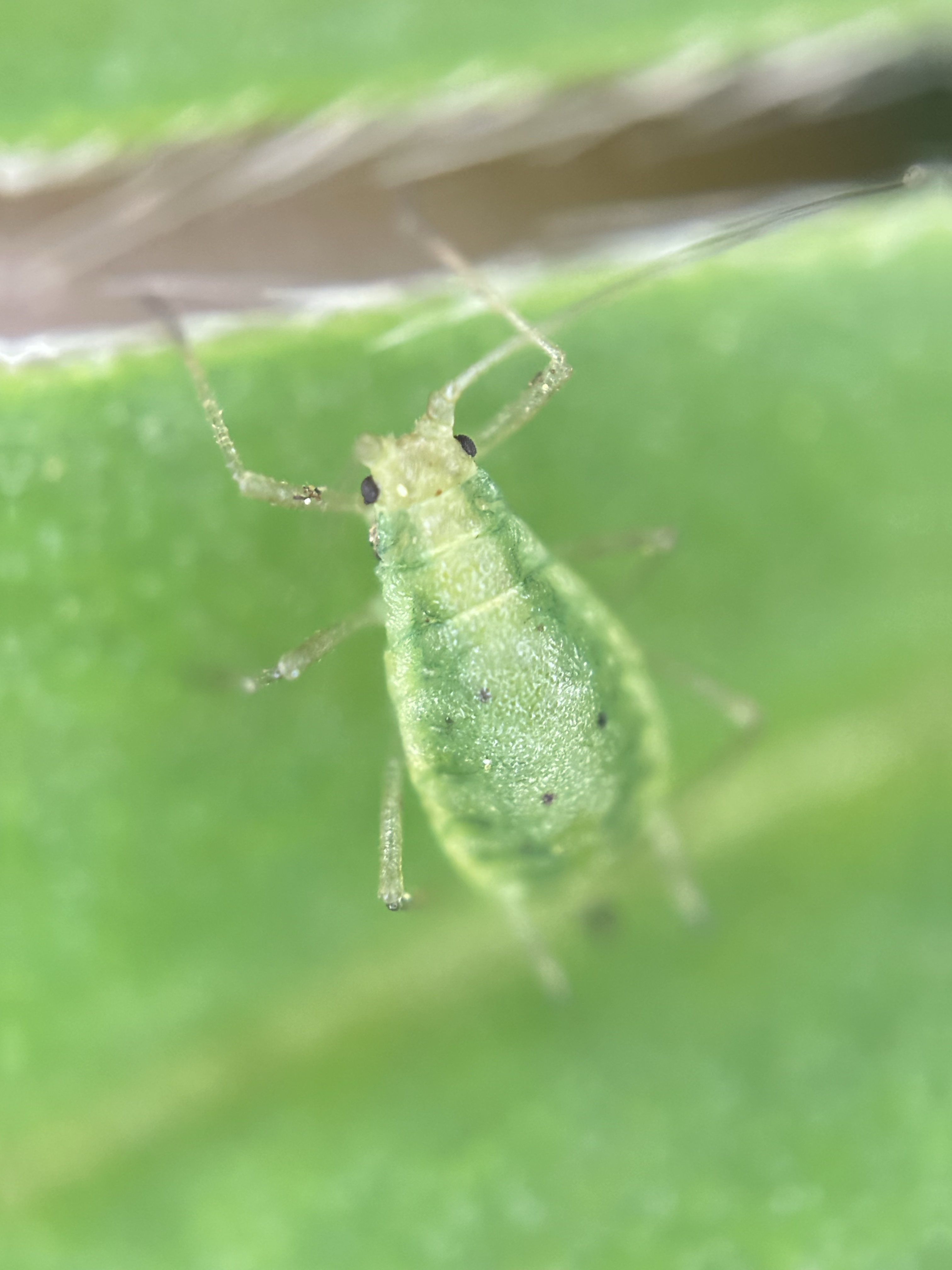 Not Easy Being Green