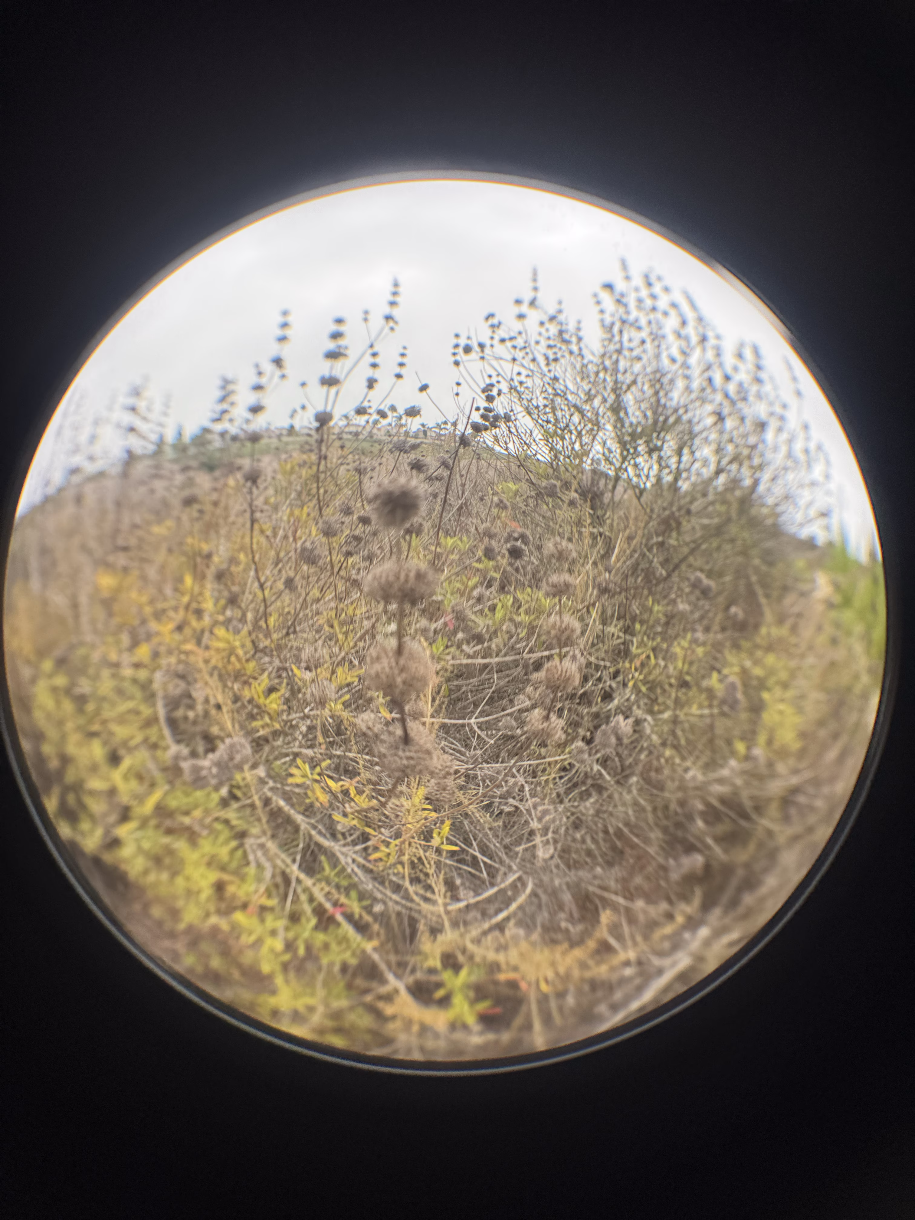 Whispers of tomorrow 