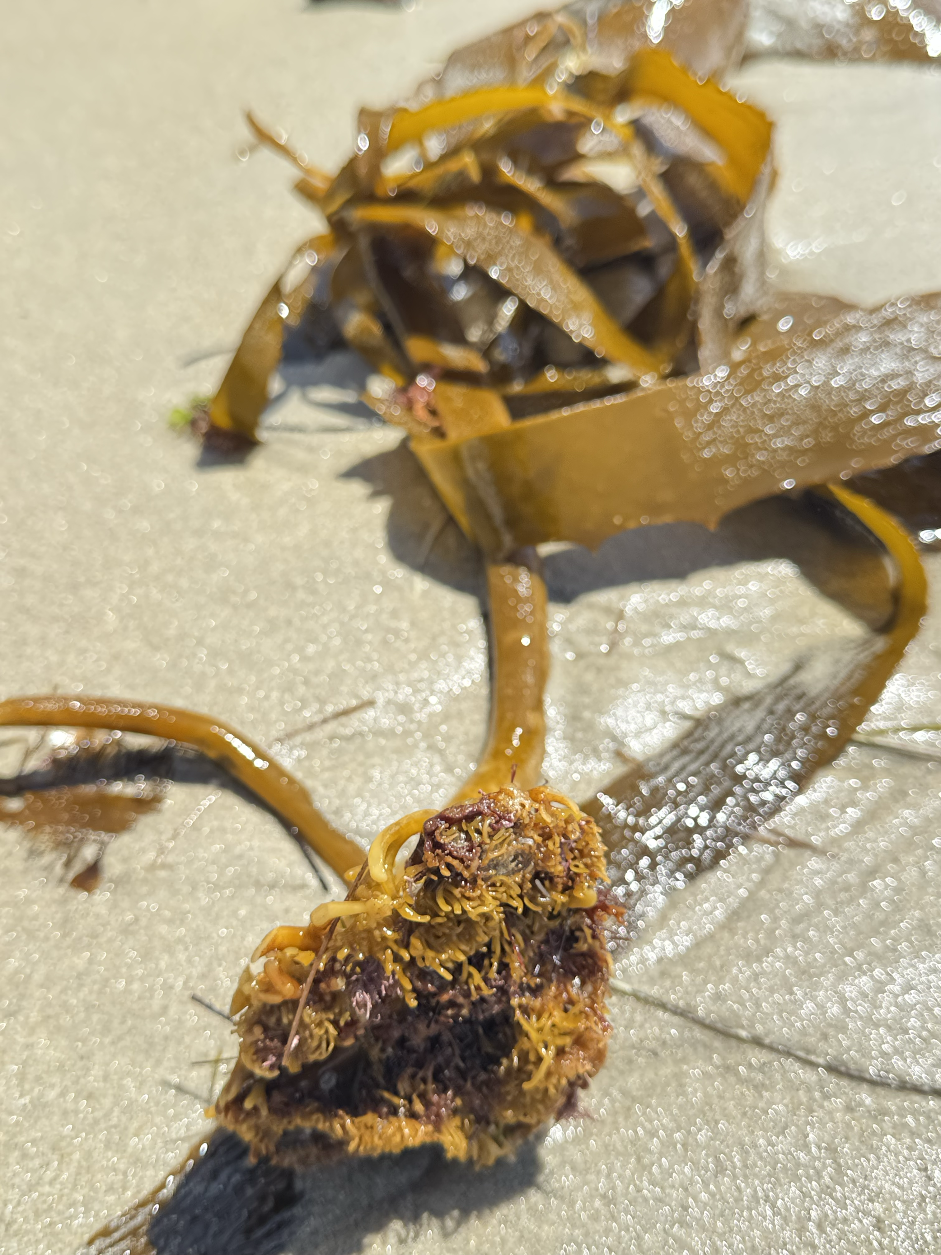 Kelp and sand affair 