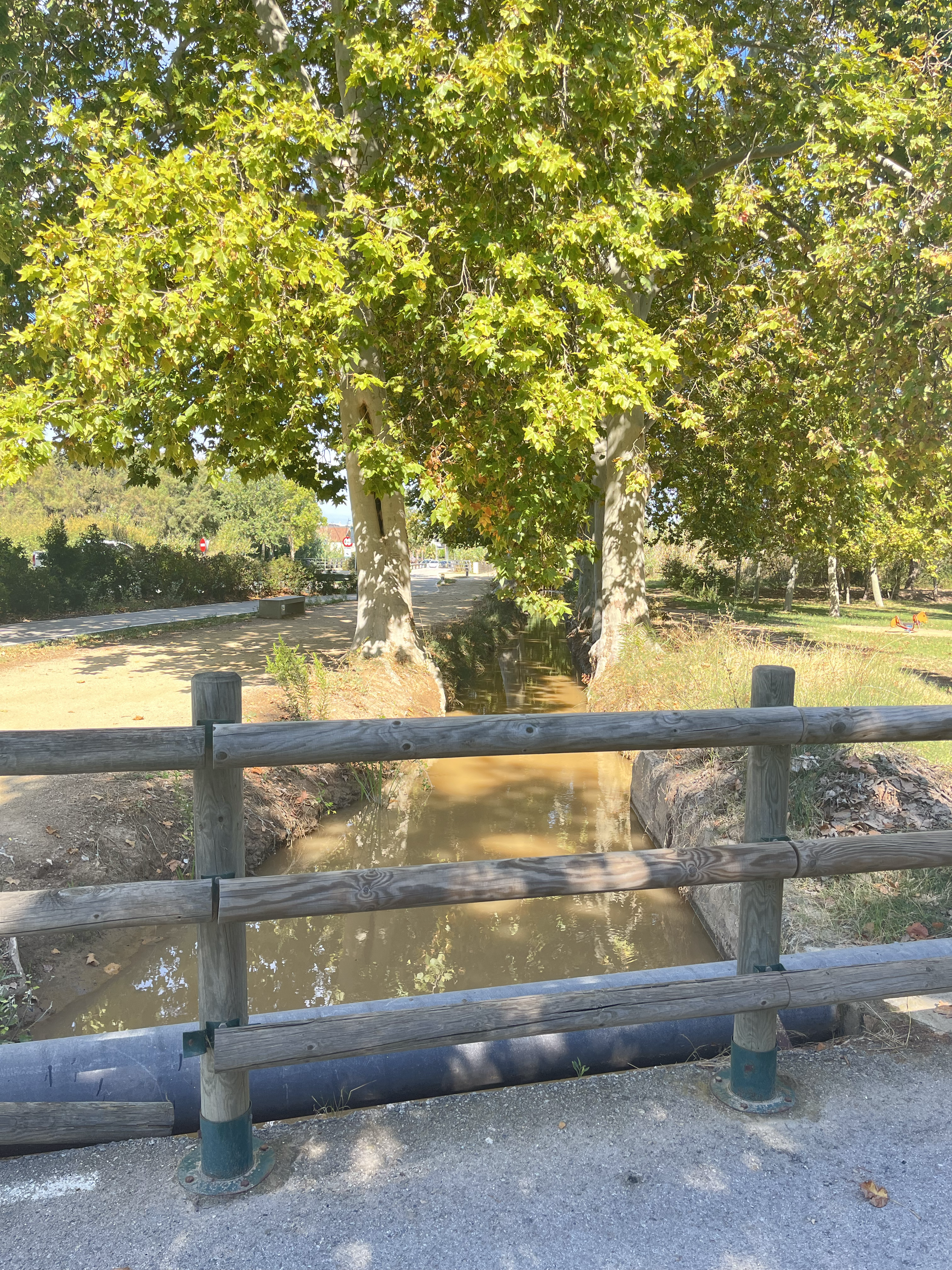 Where platans feel better