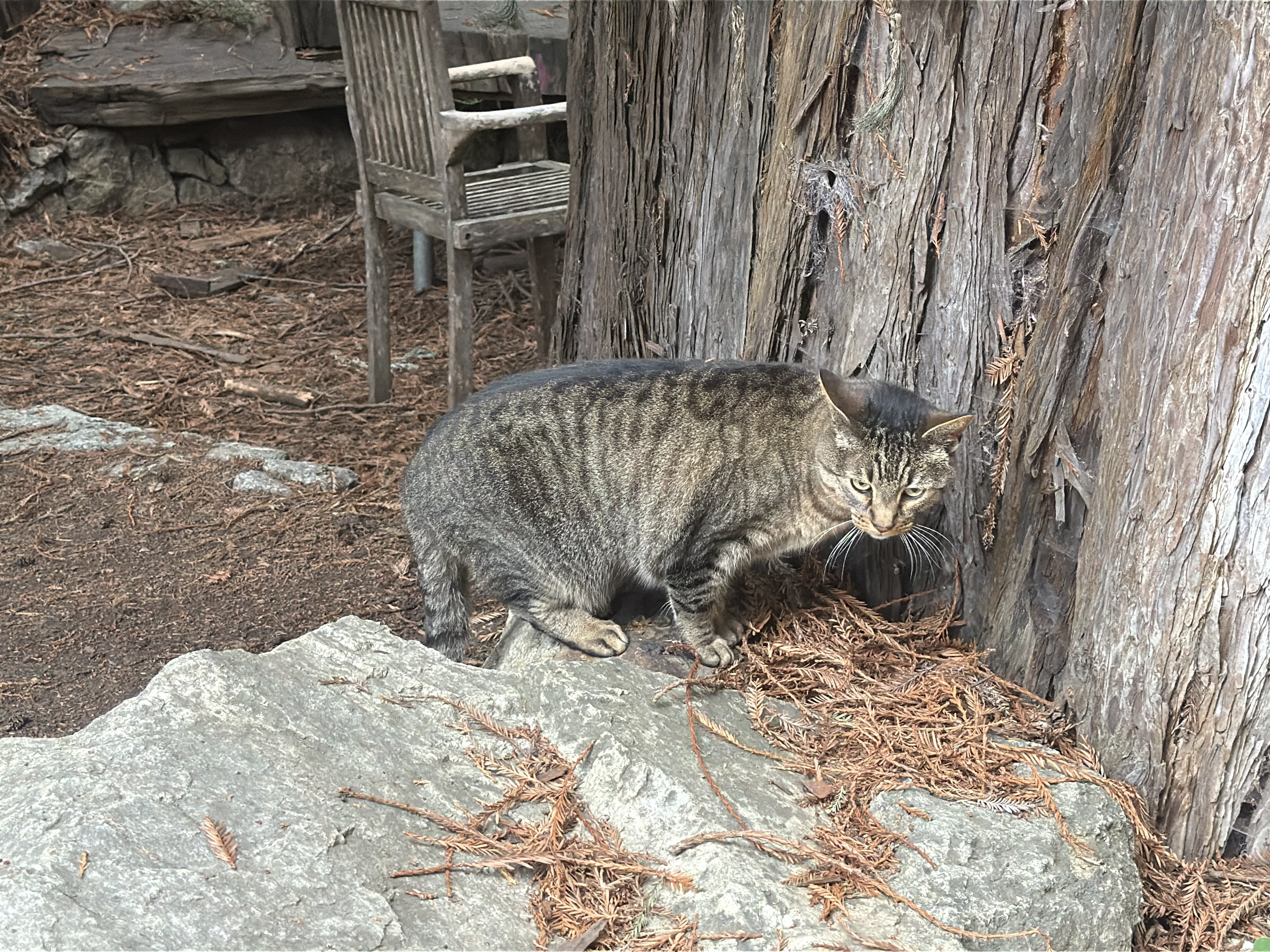 Cat at the Henry Miller Memorial Library