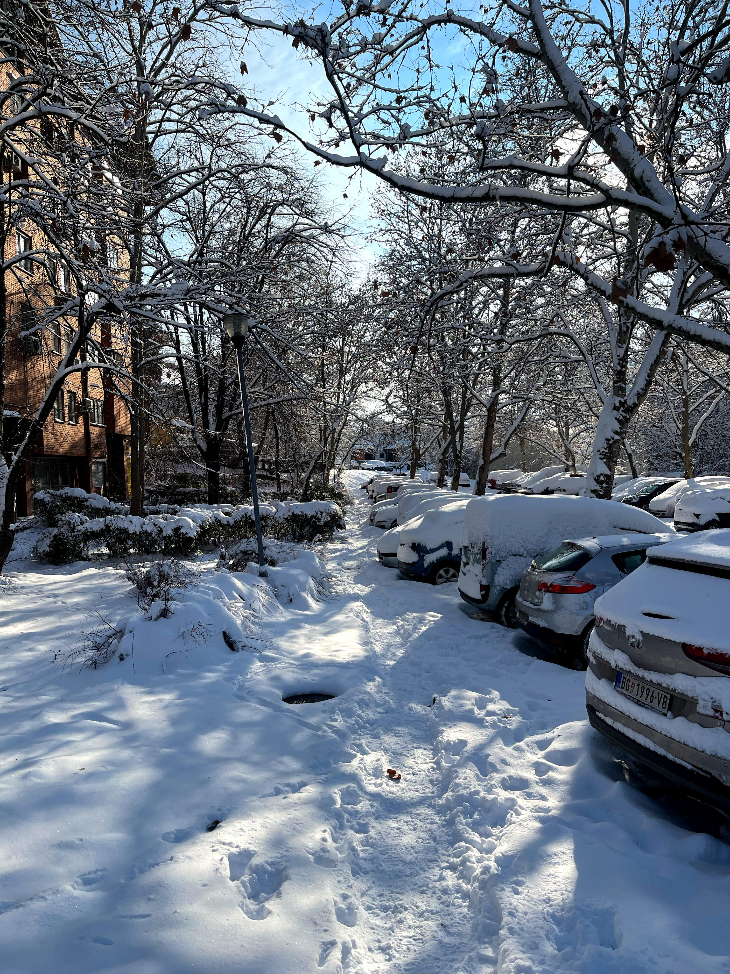 tree-kissing snow path 