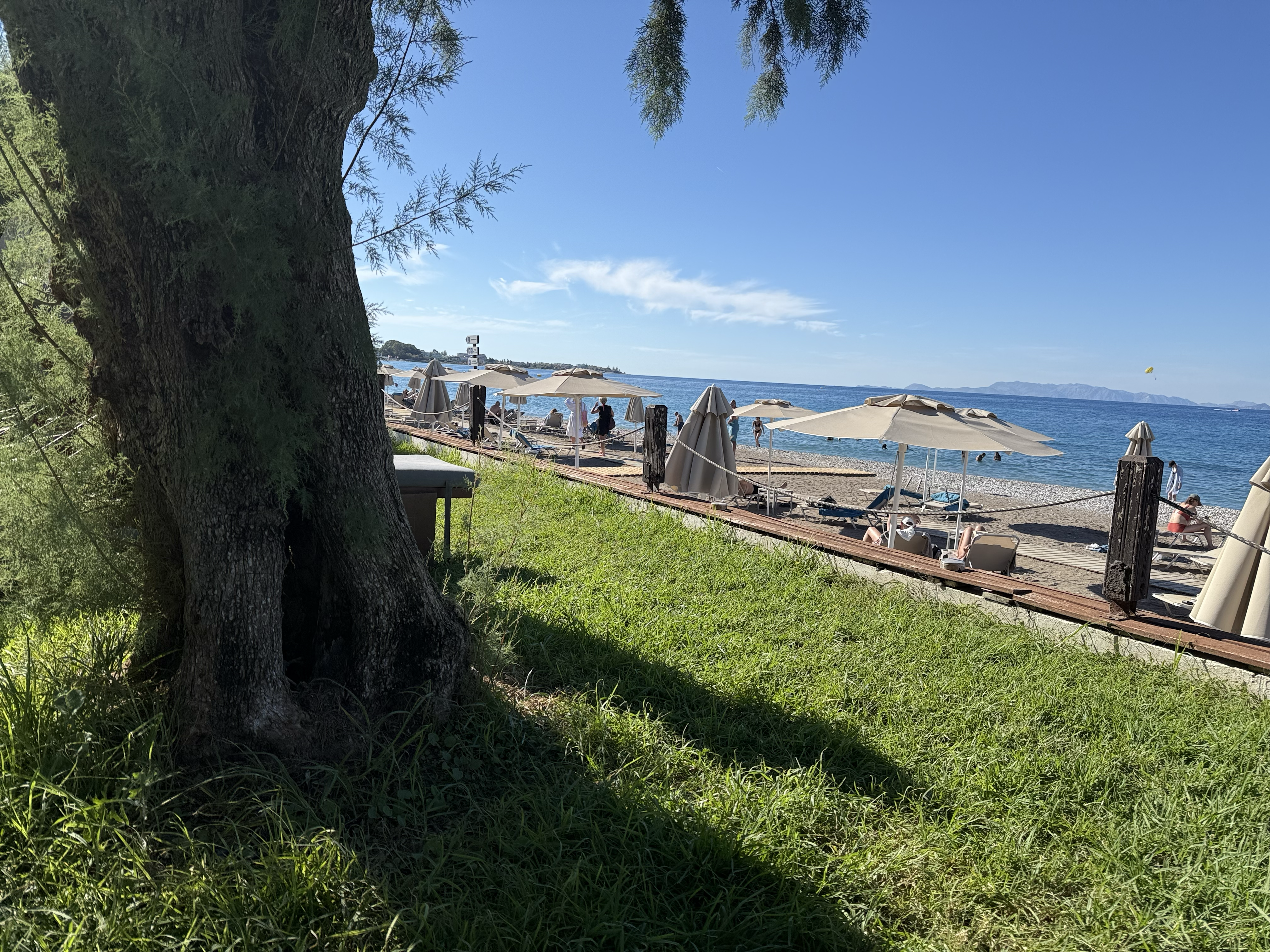 The shaded Tree 🌴