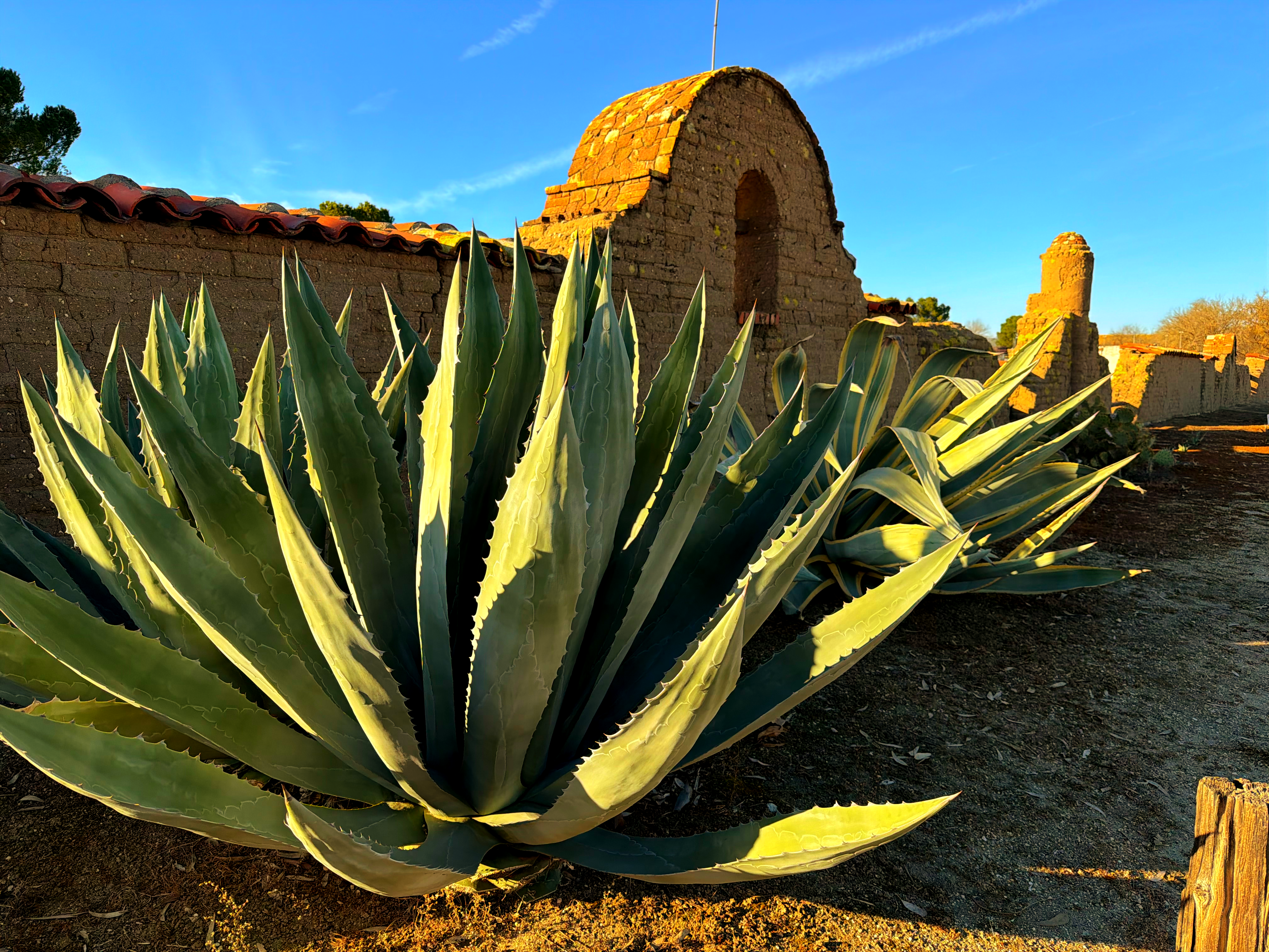 Agave