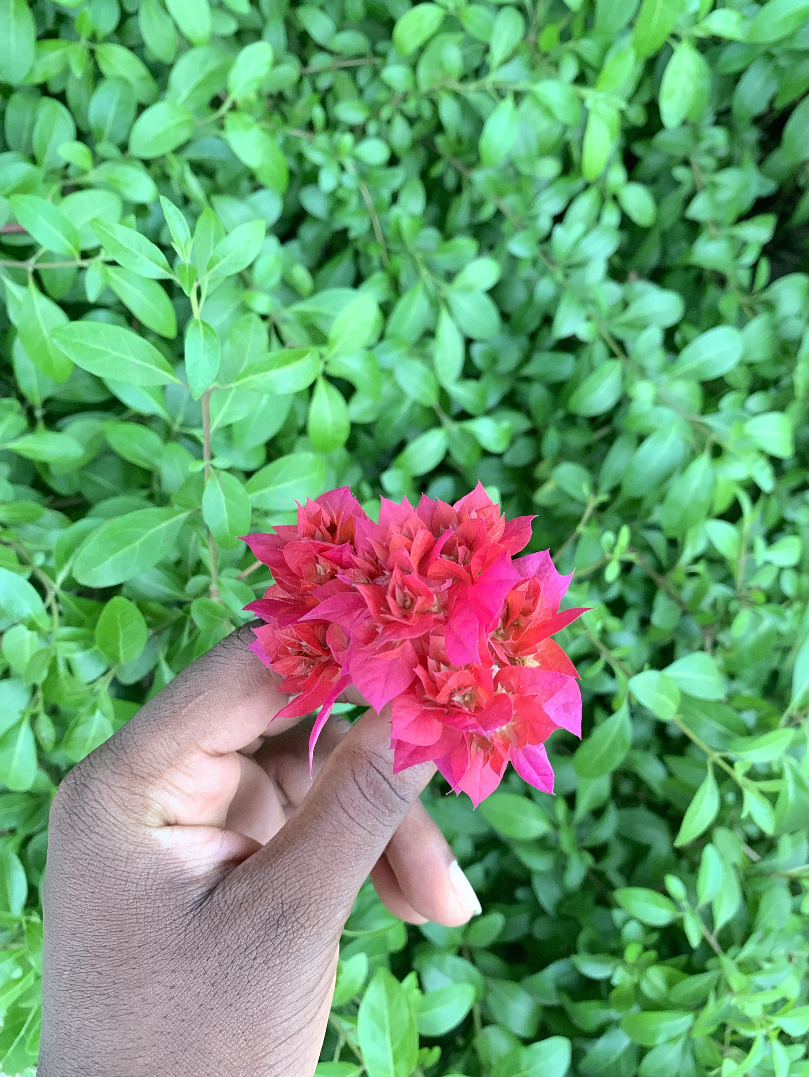 Flower on my path❤️