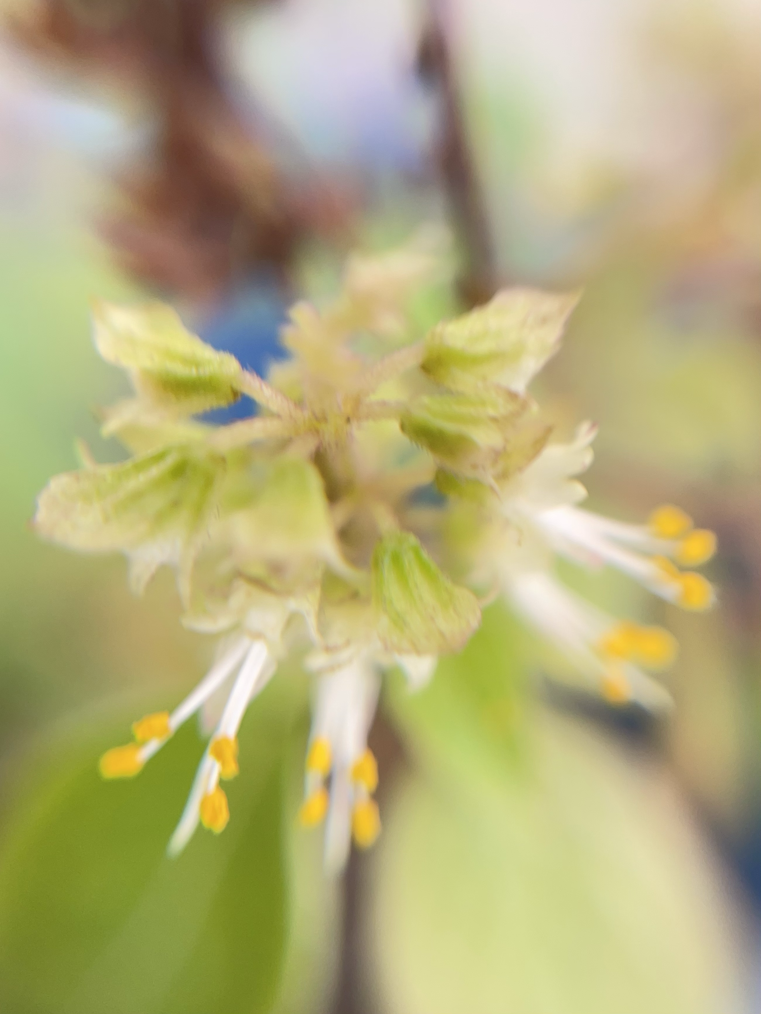 Pretty like a flower iii (macro shot iii)