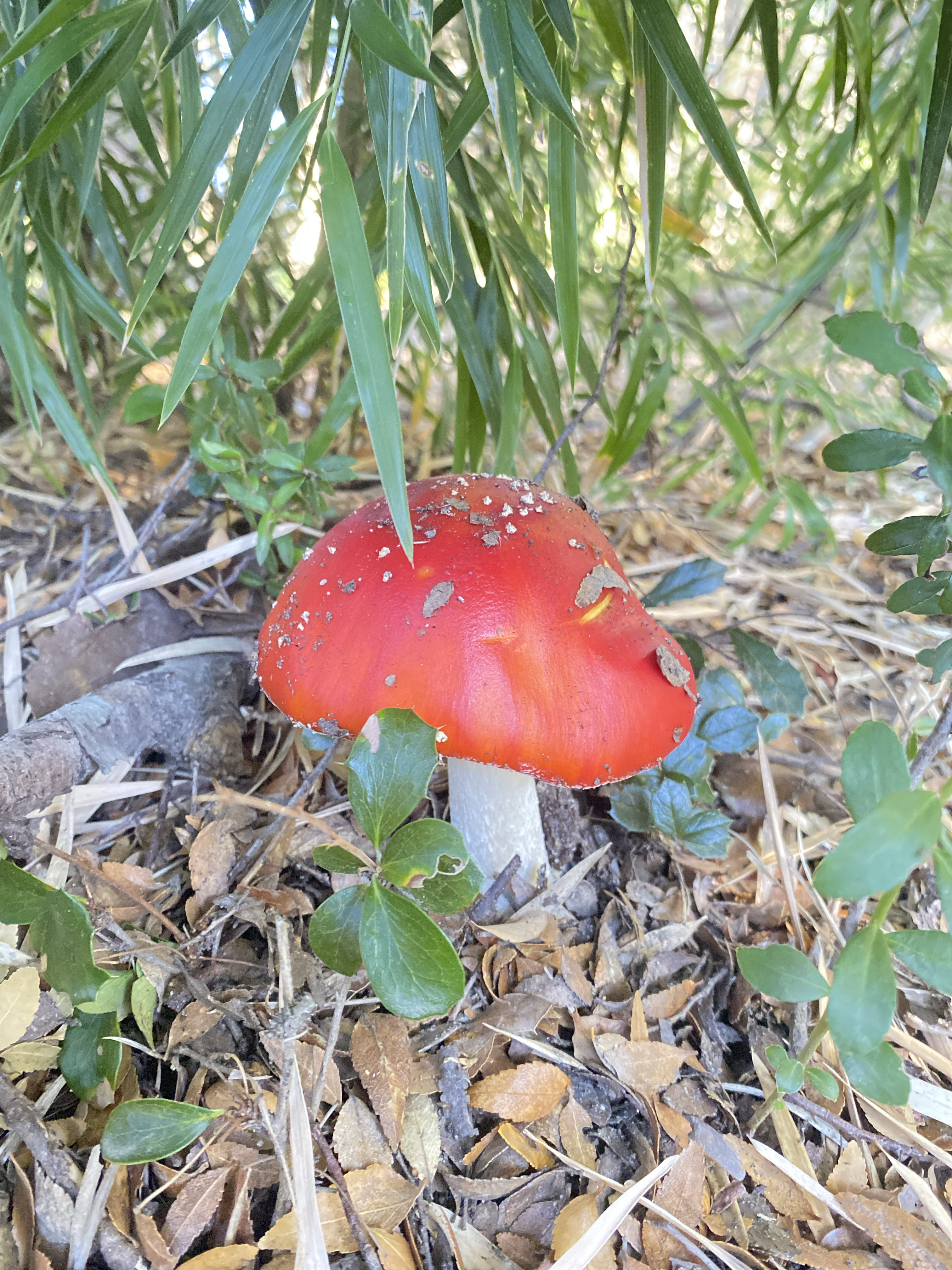 Fungus