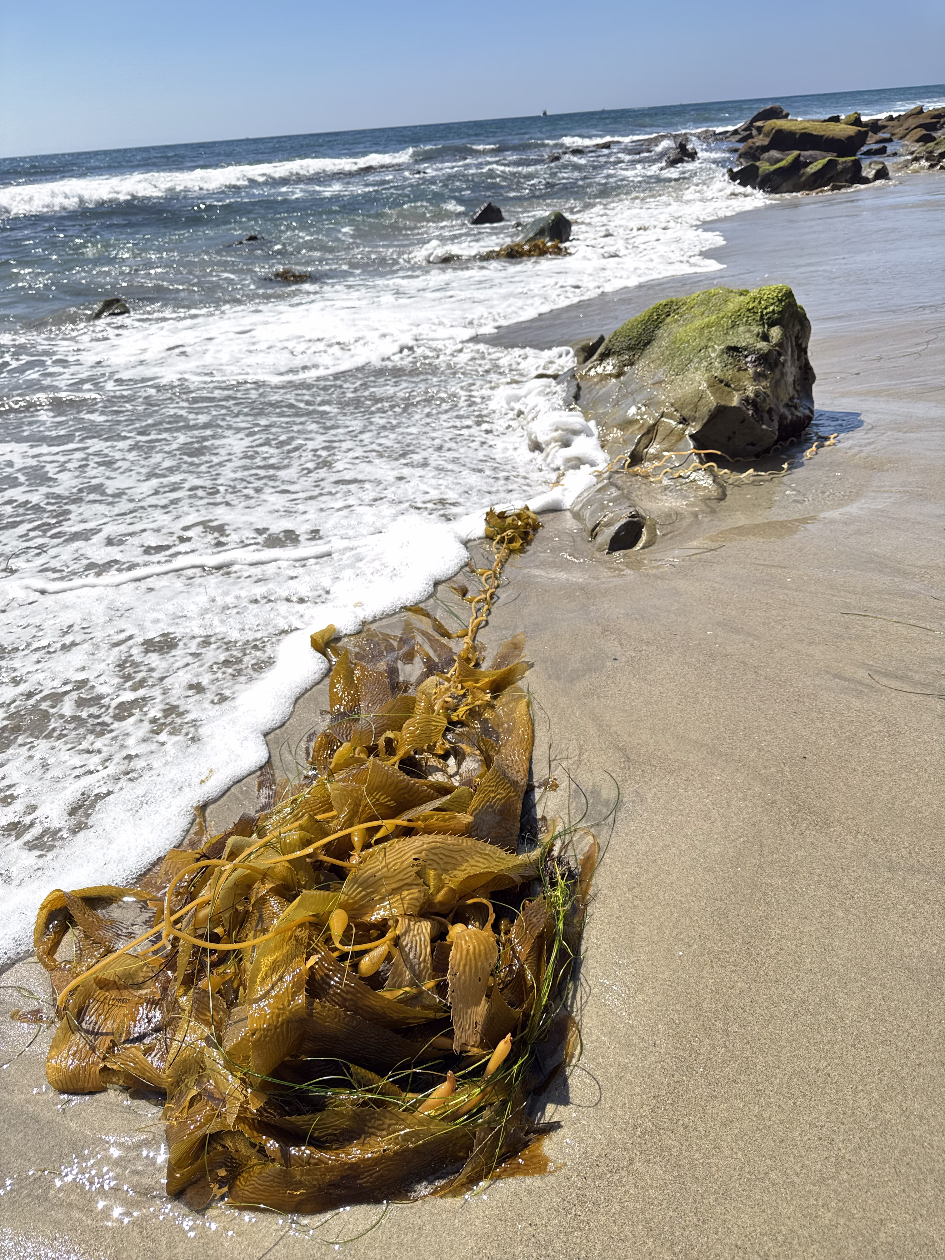 Kelp forest restoration works