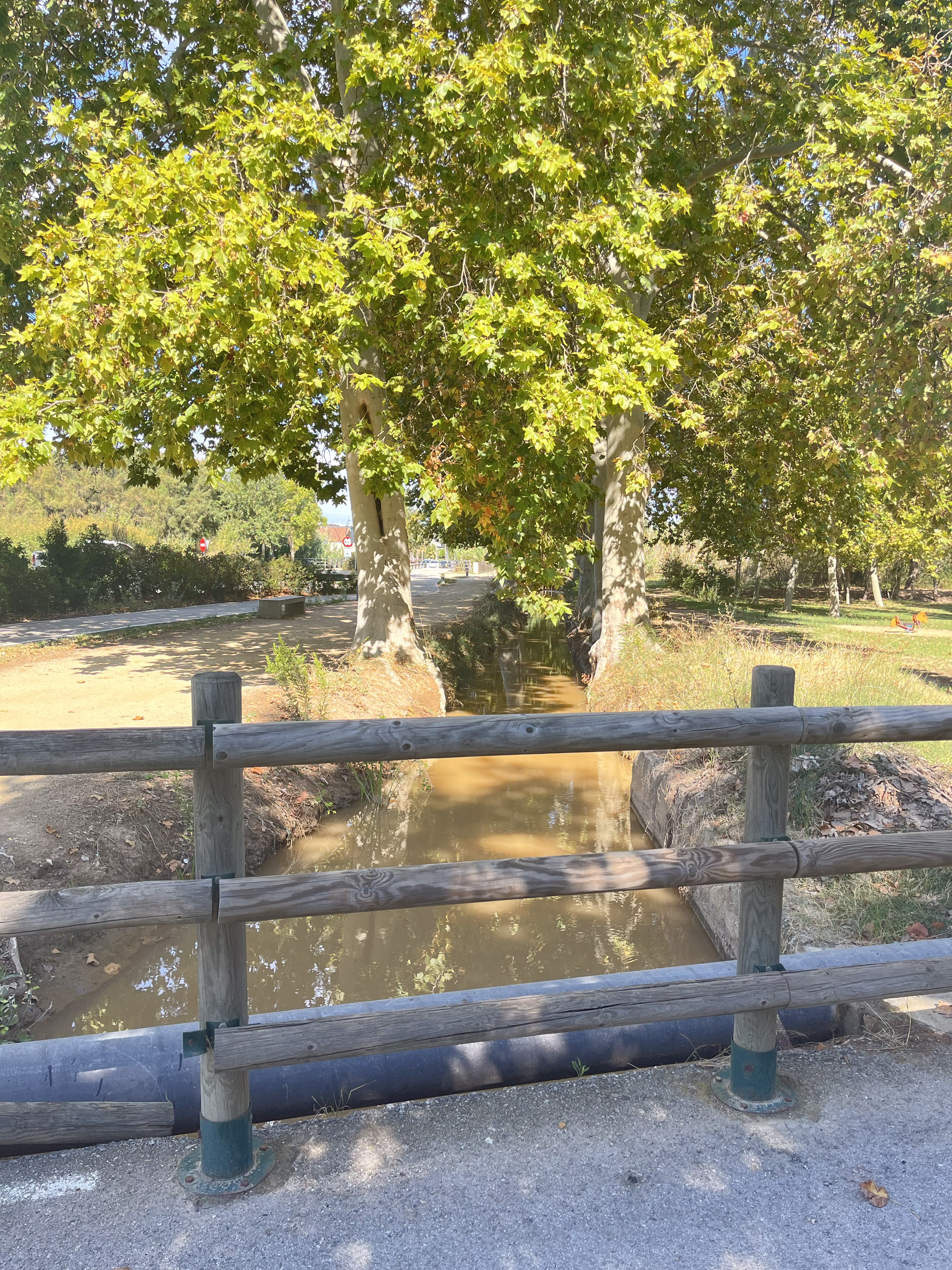 Where platans feel better