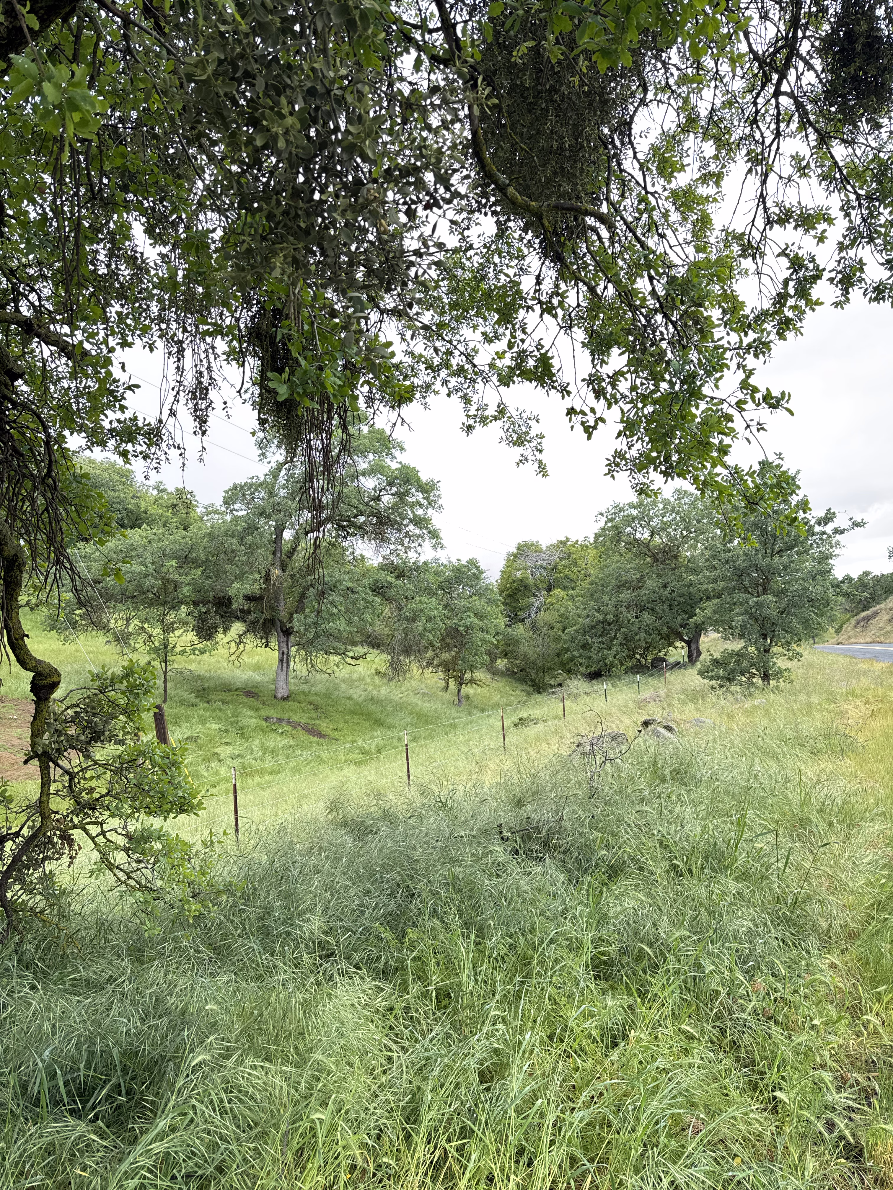 Dancing Oaks 