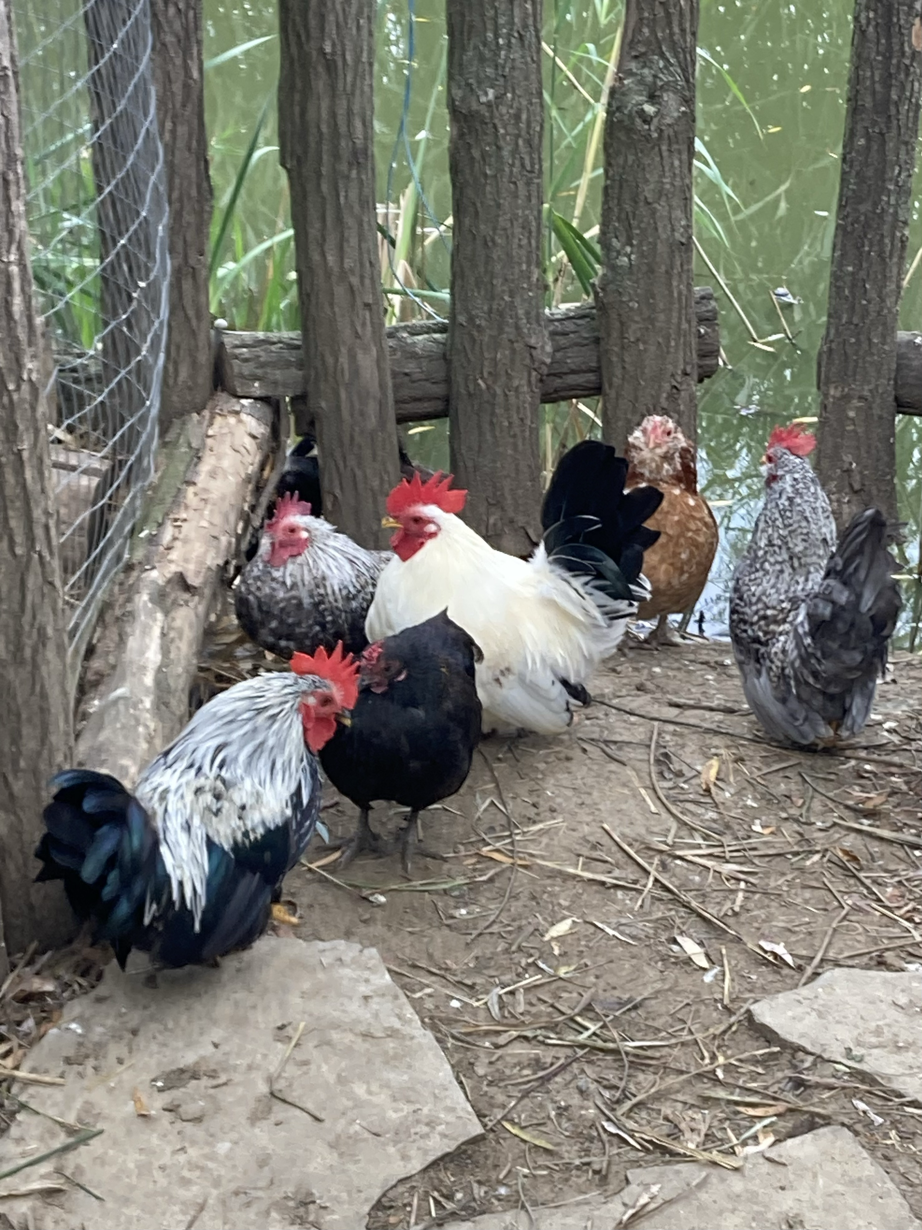 Roosters and hens