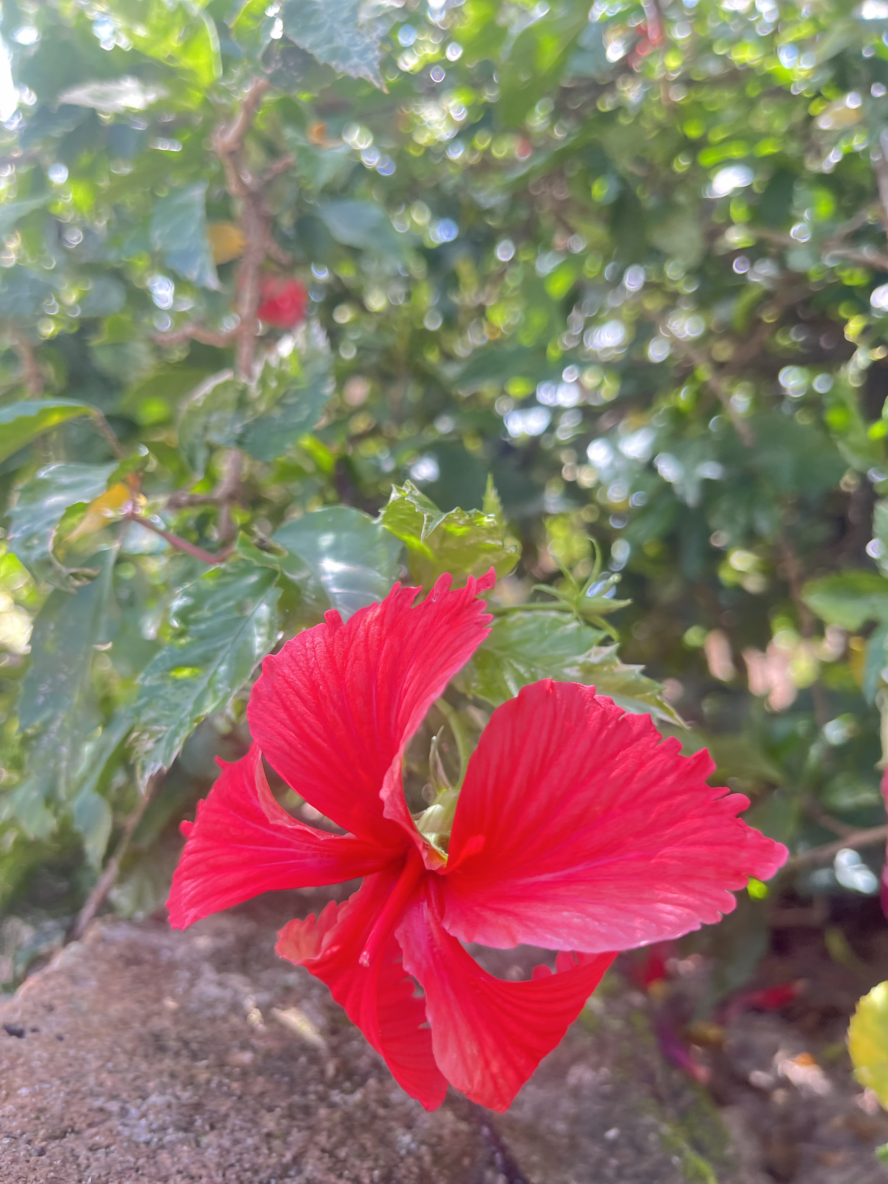 Red Flora 