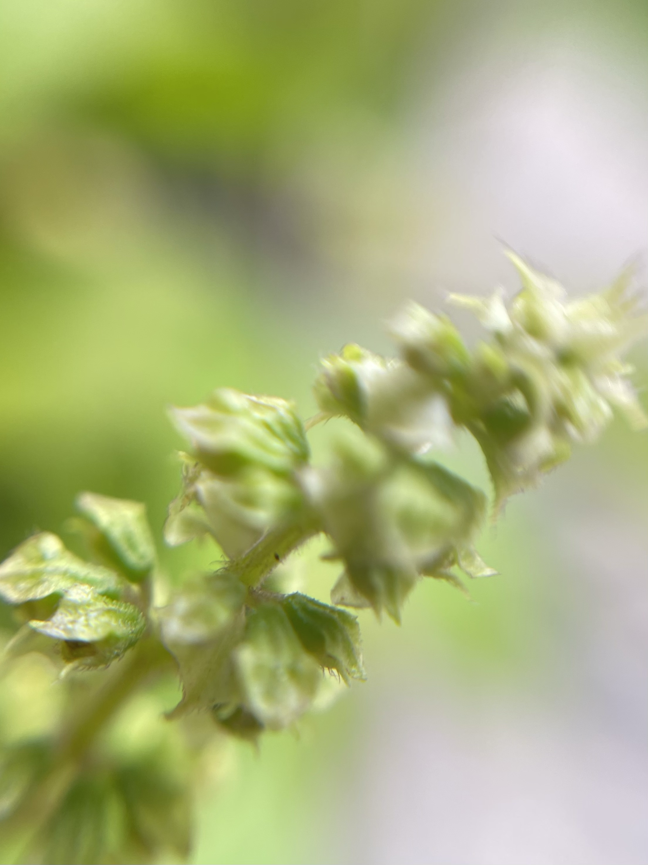 Isn’t she lovely ( Macro shot iv(