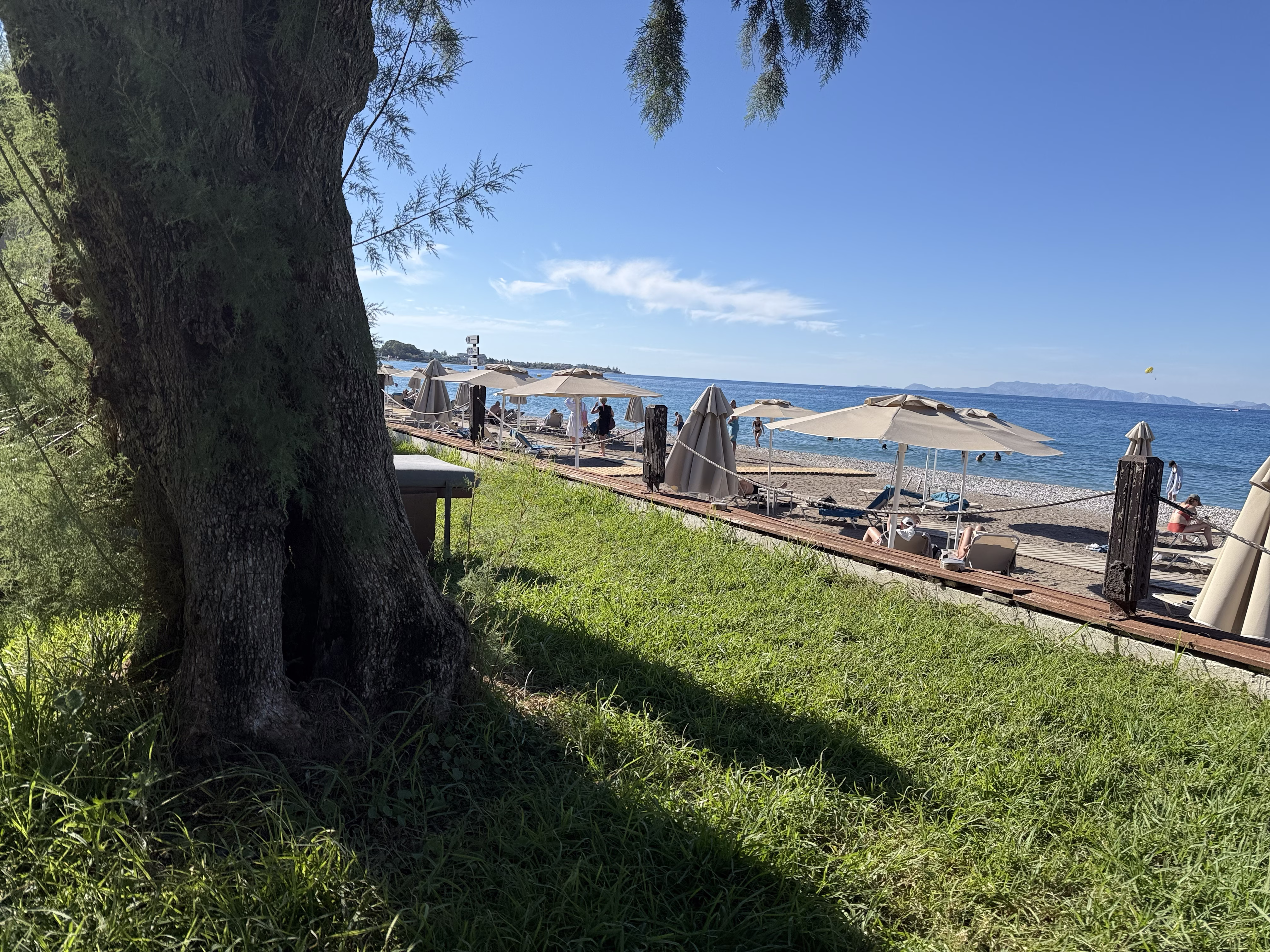 The shaded Tree 🌴