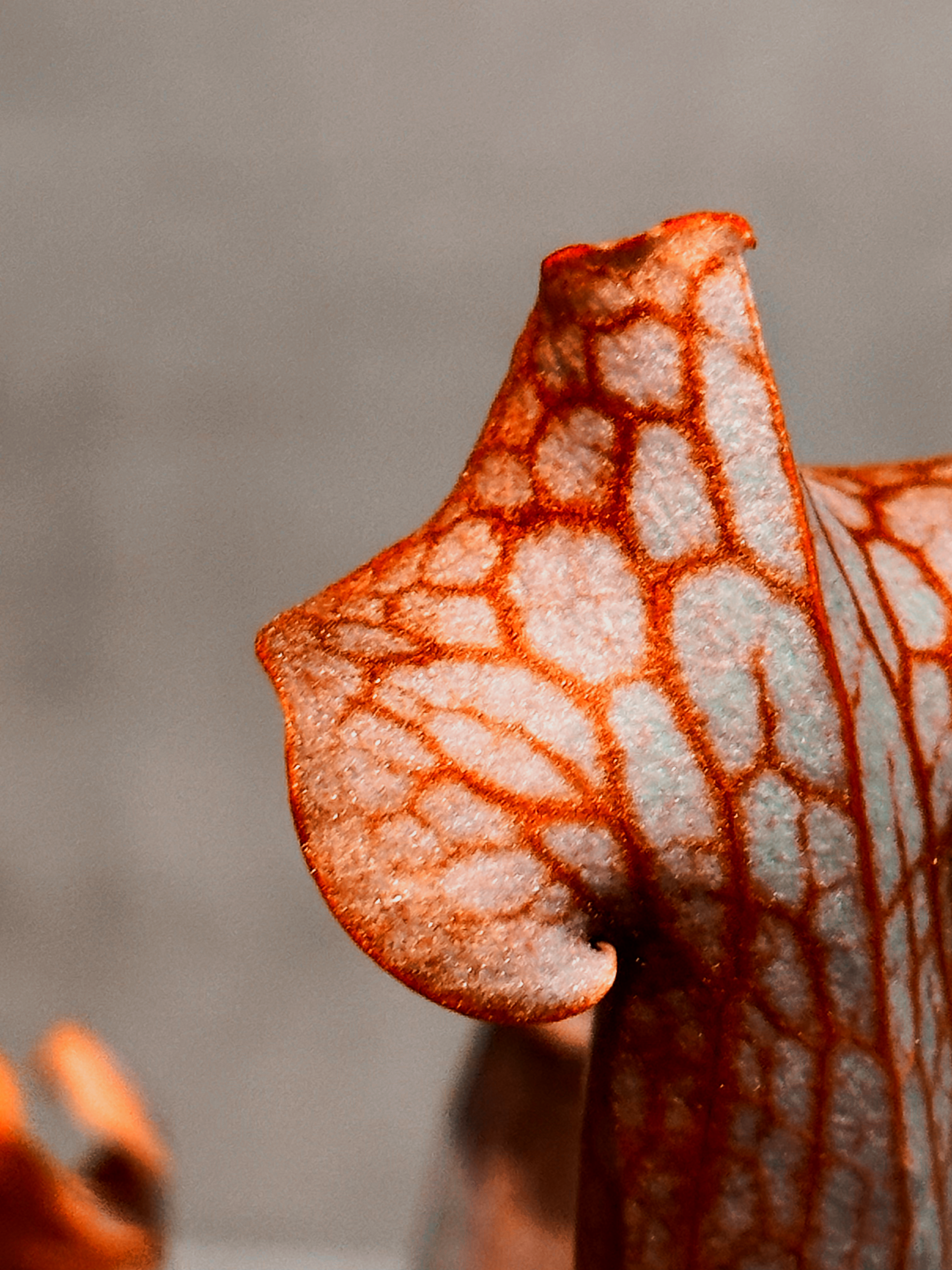 Up Close With a Killer 