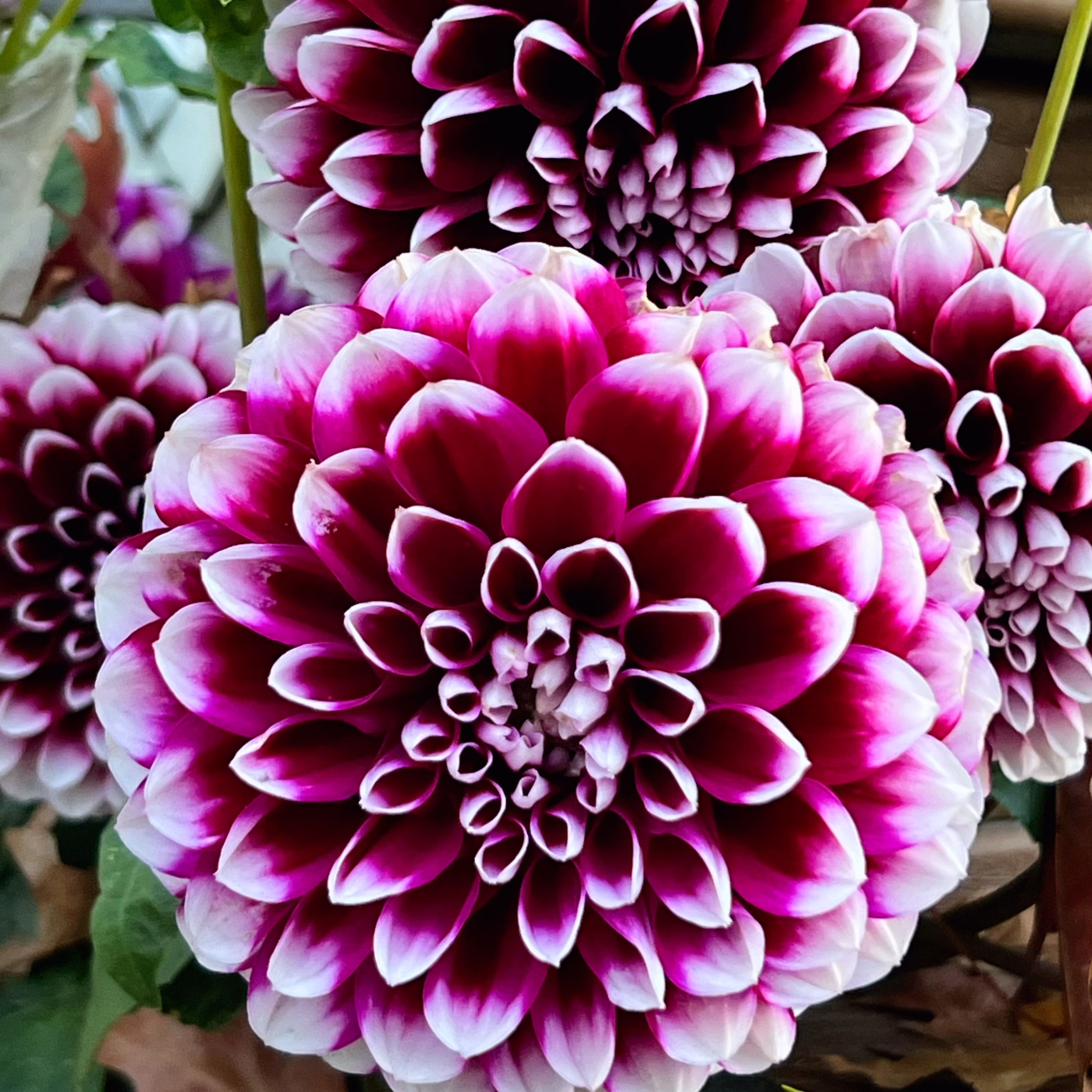 Mystery Day Dahlia