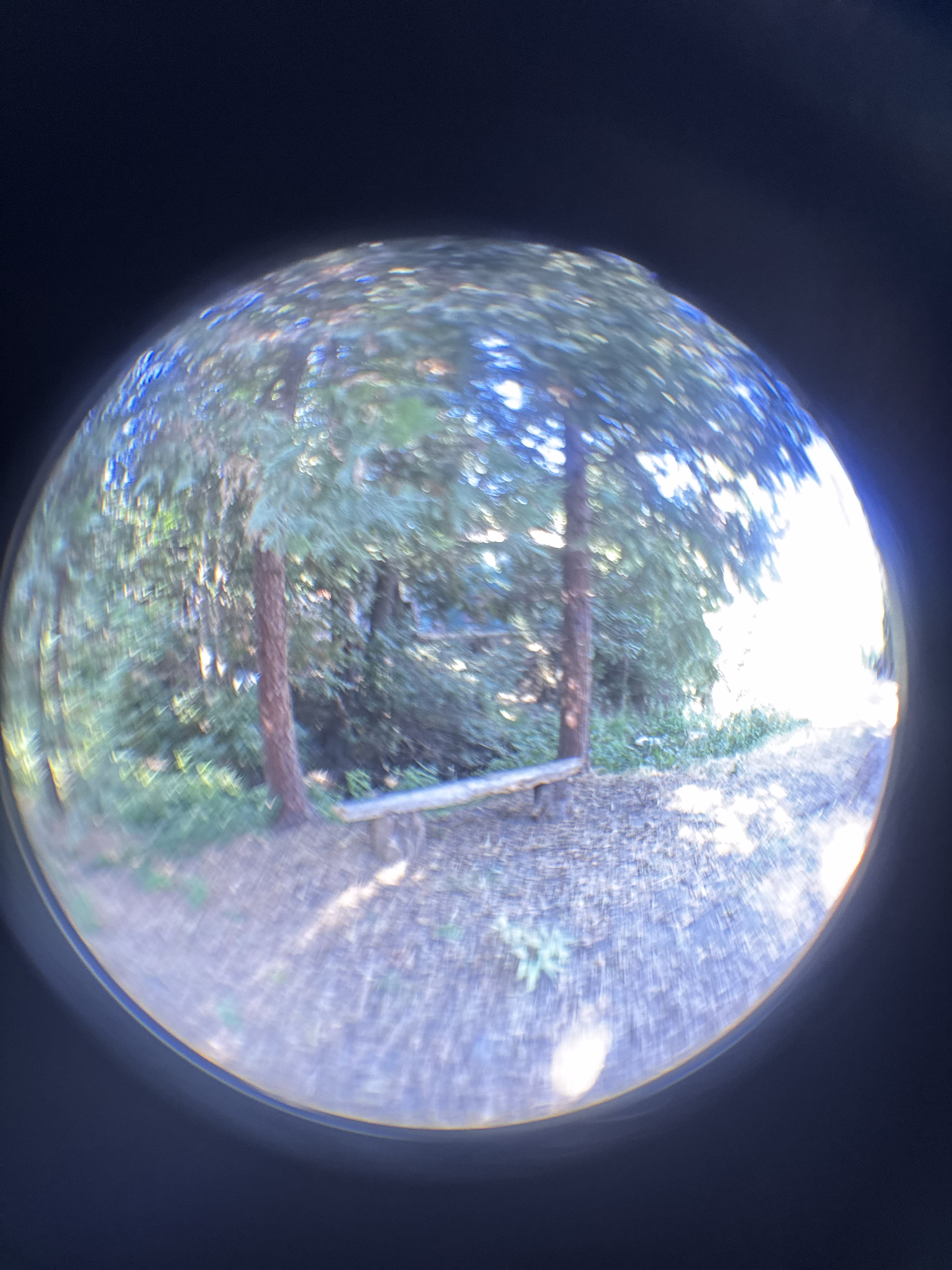 Beneath the pine trees 