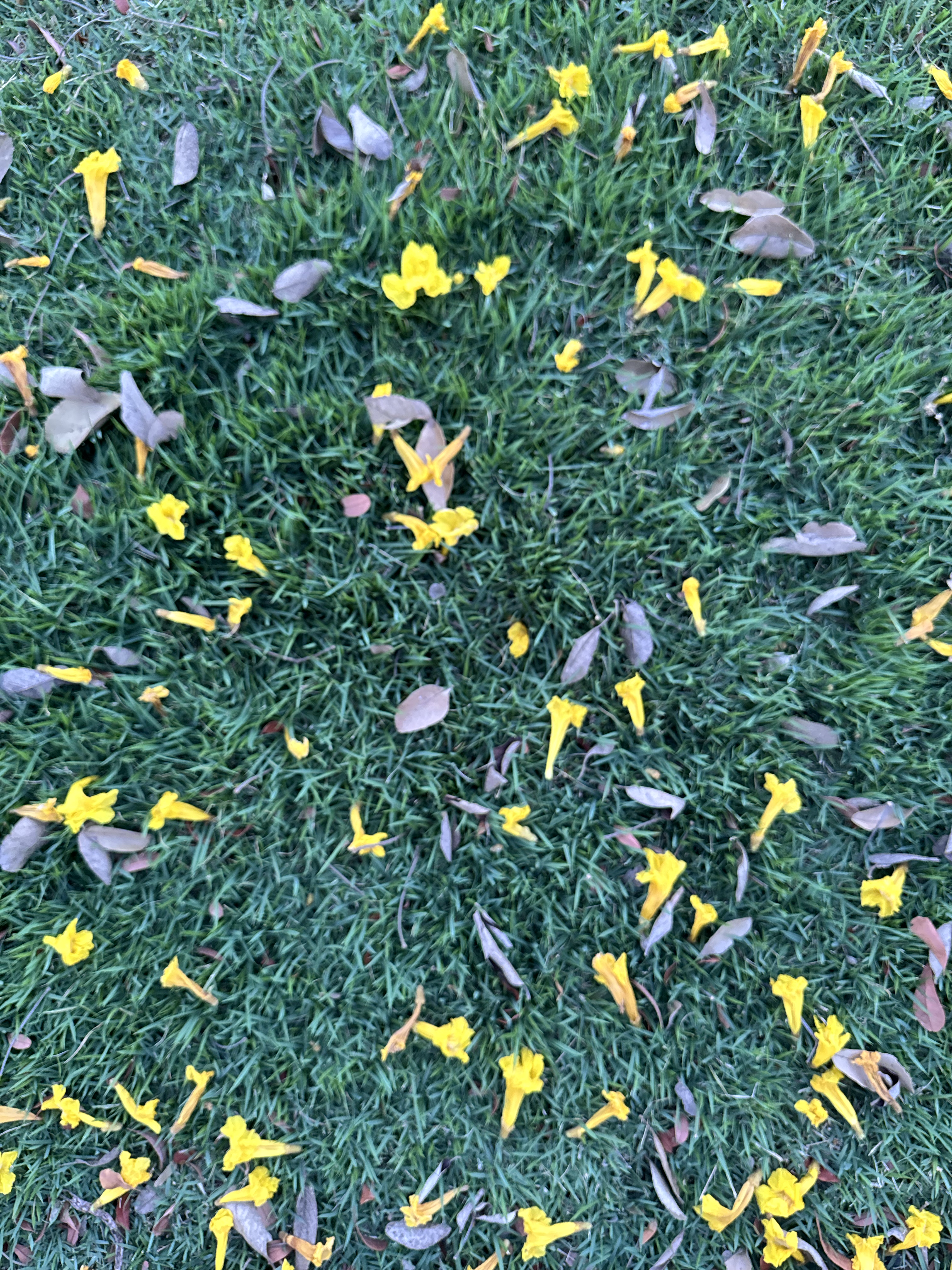 Ipê amarelo flowers