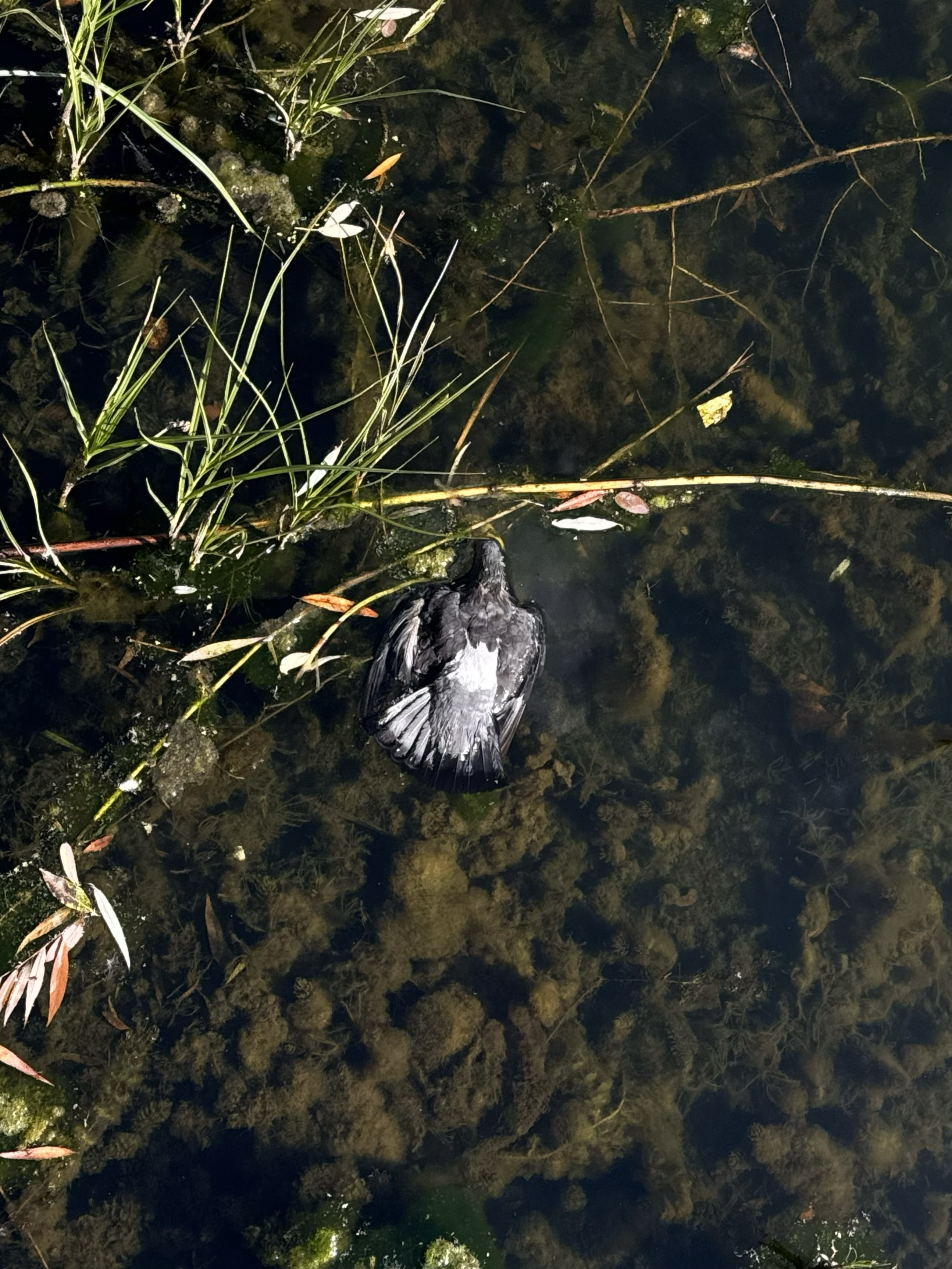 Pigeon’s afterlife