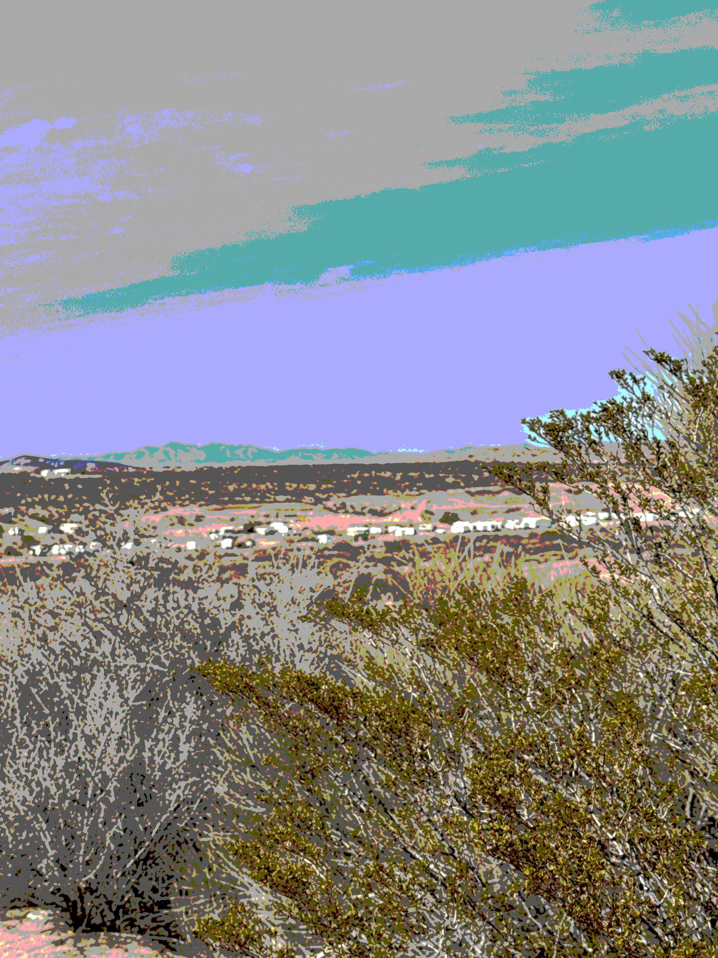 Vegetation in the desert 