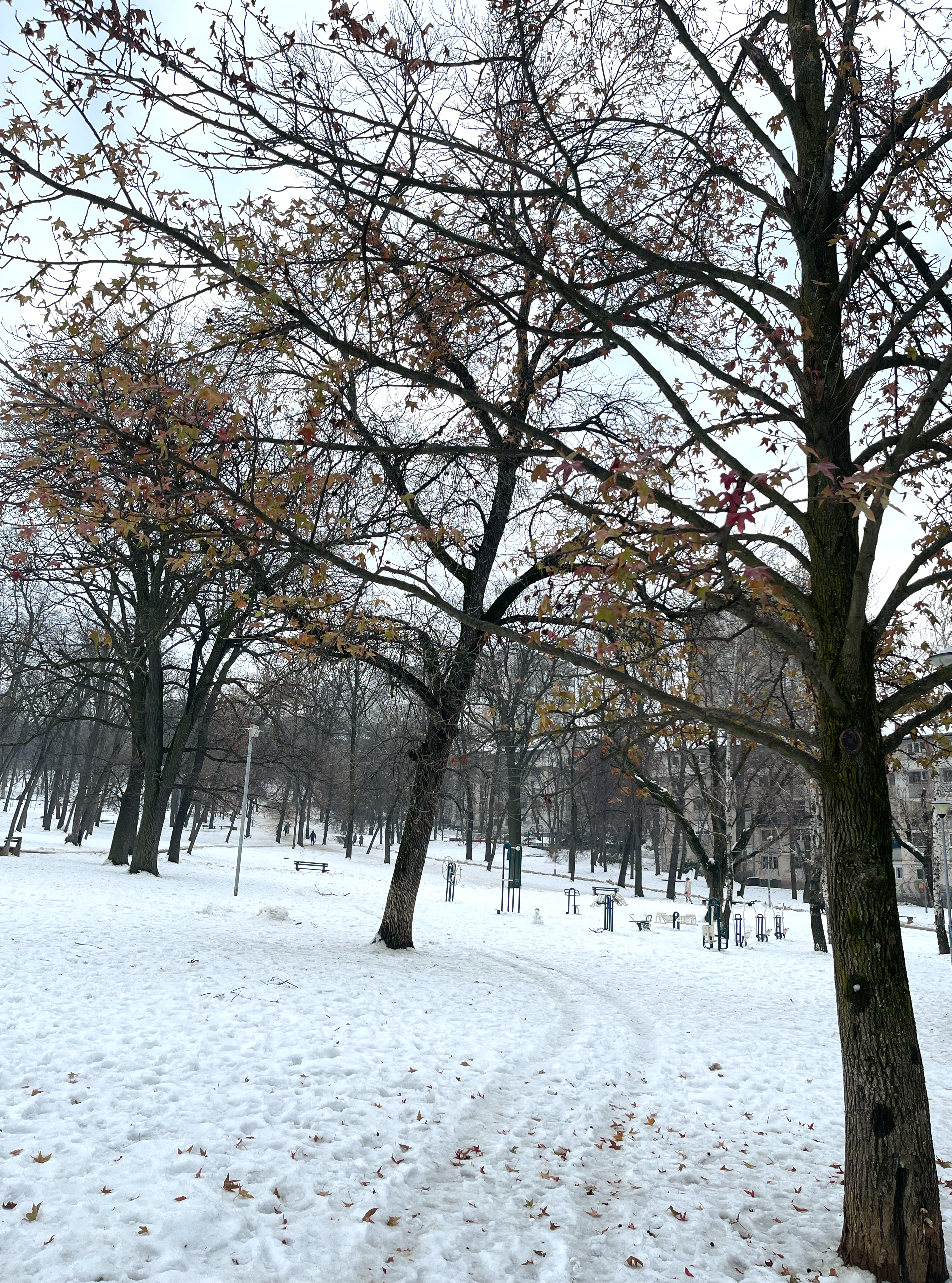 snow in the park