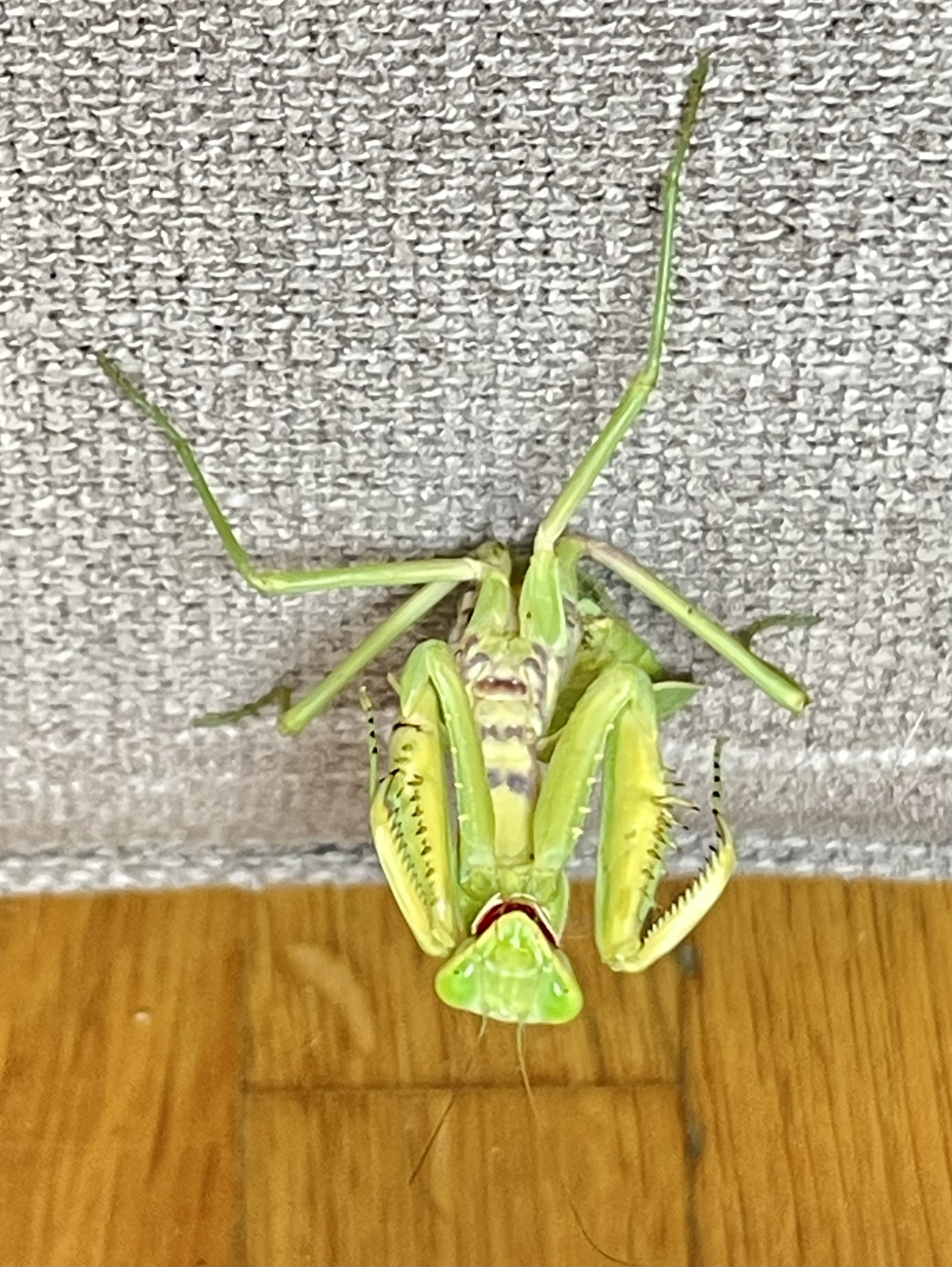 mantis upside-down 