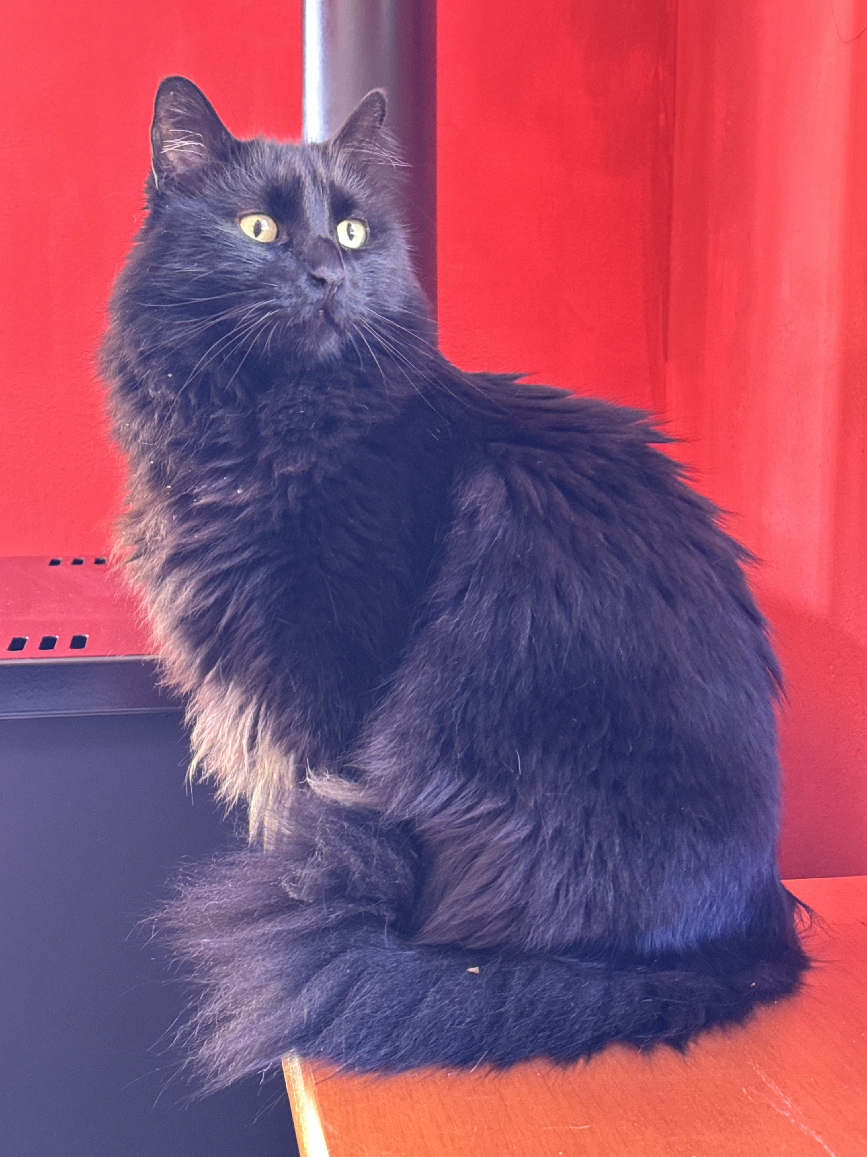 My Cat, AKA Mini Panther