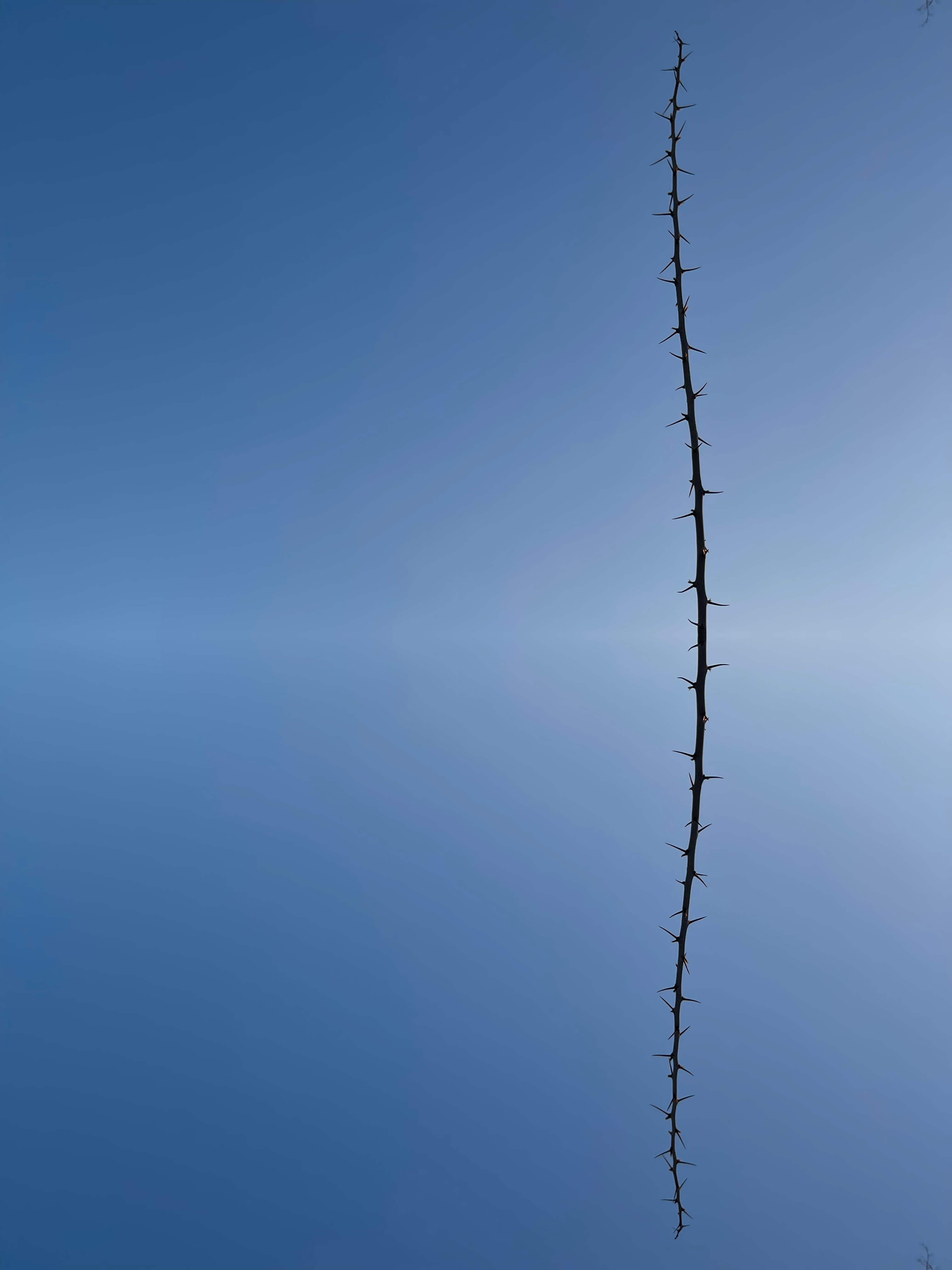 thorn spine