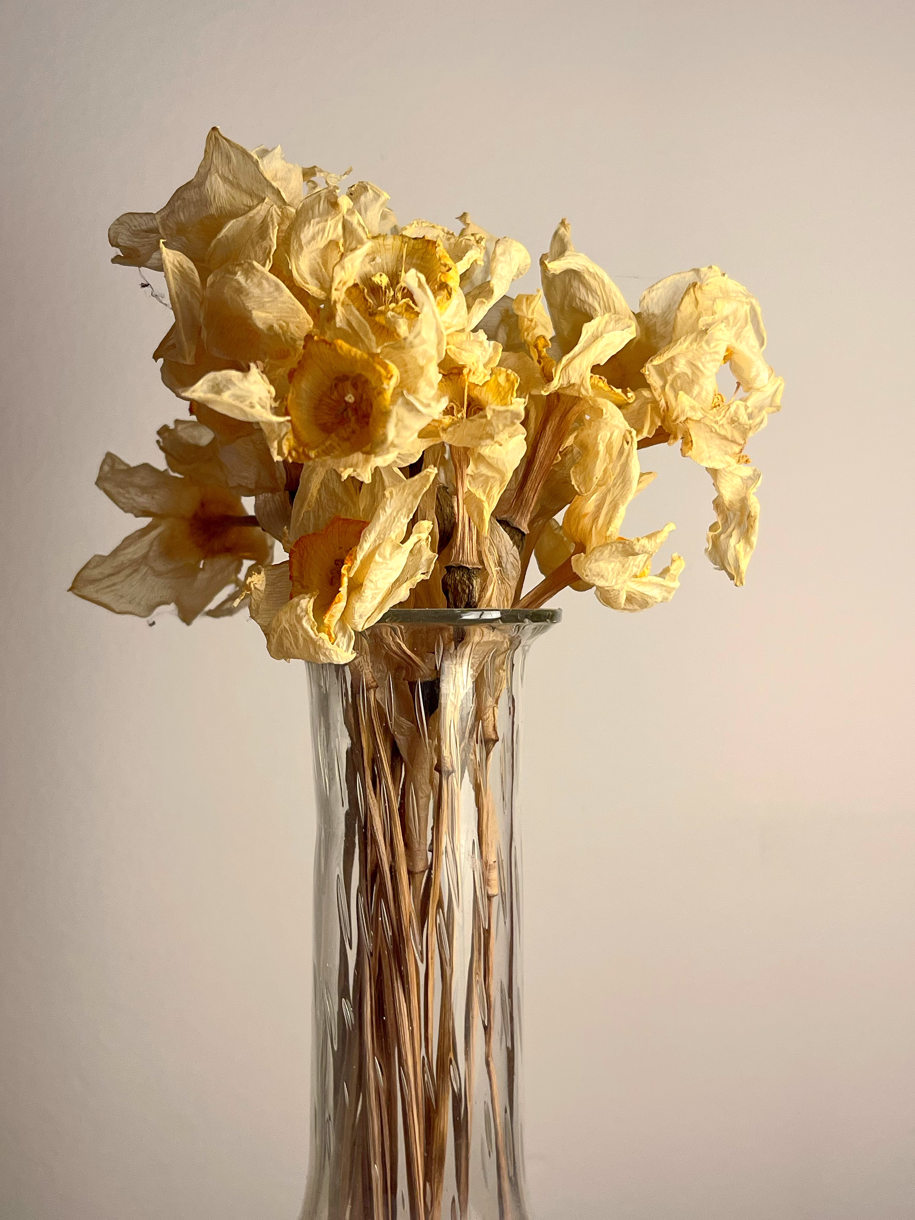 dried marigold