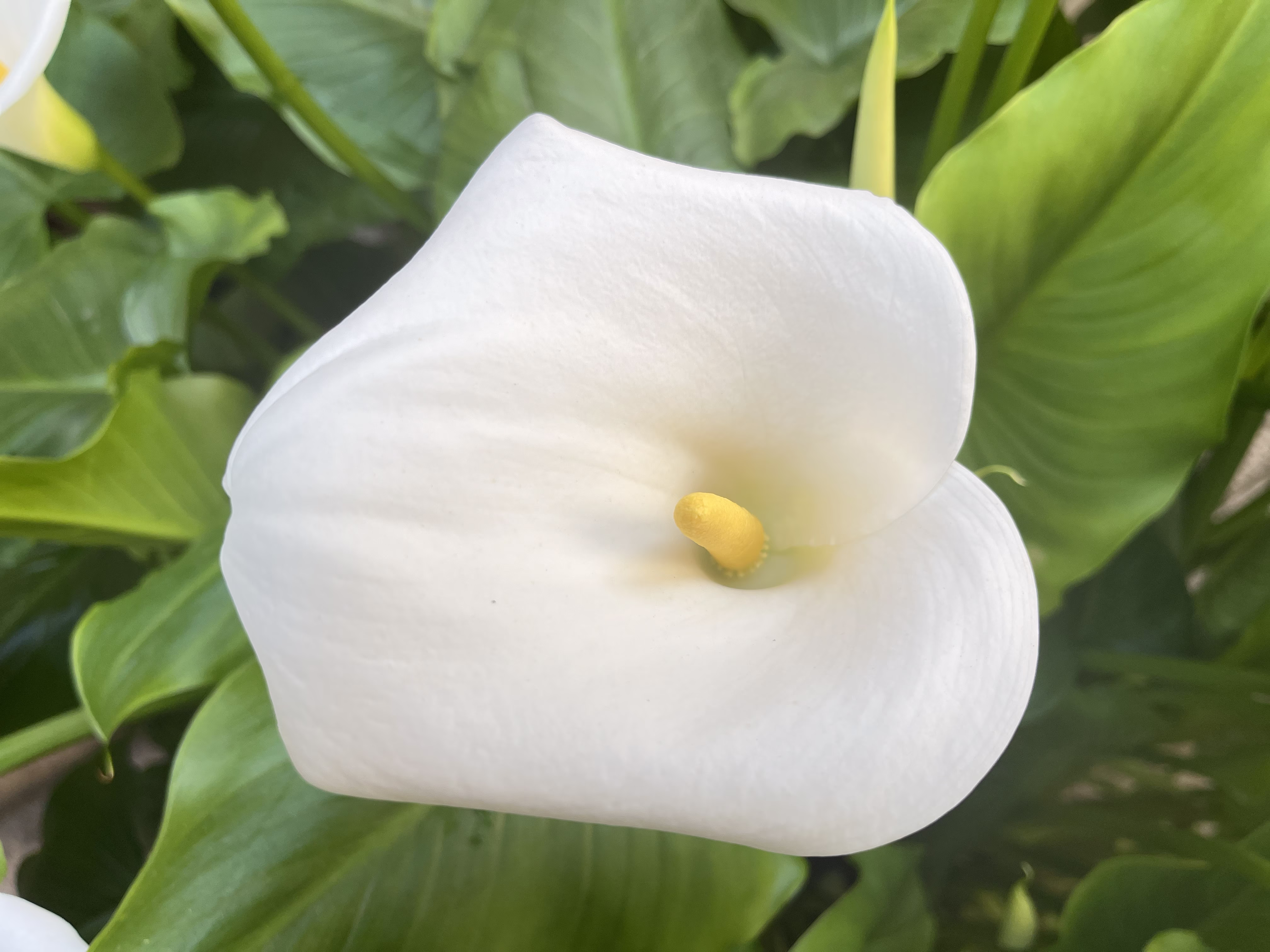 Zantedeschia