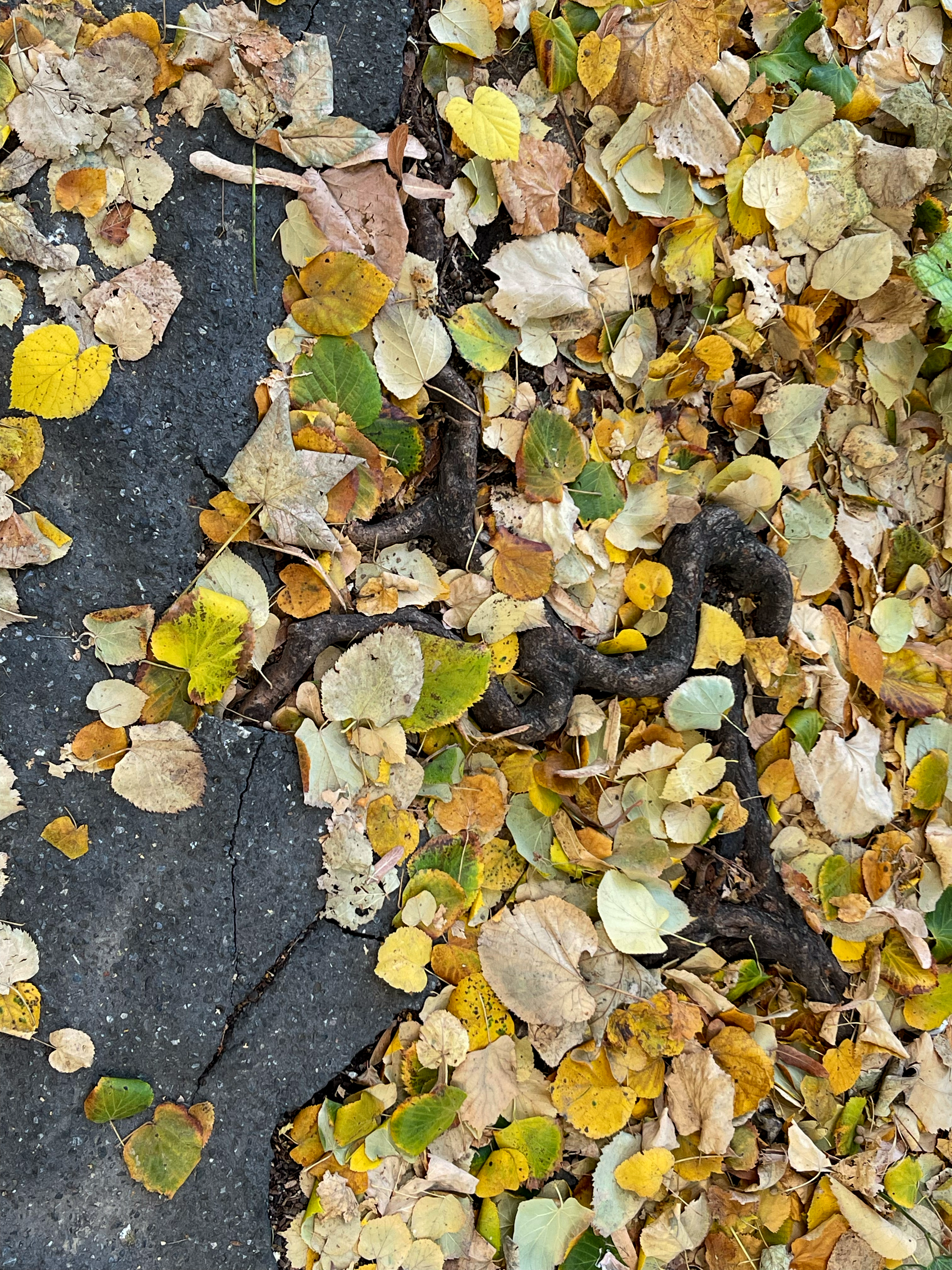 leaves roots & asphalt 