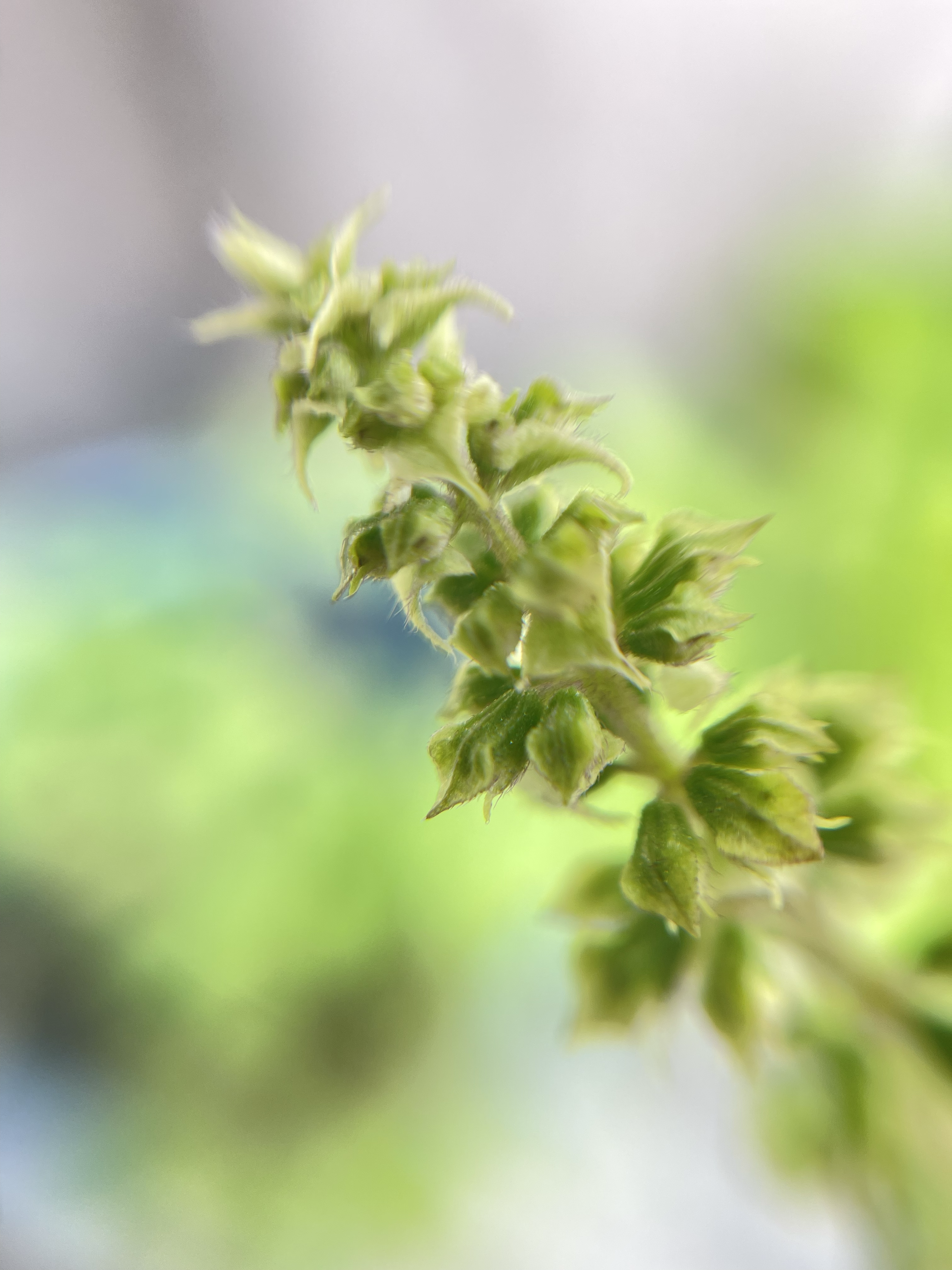 Pretty like a flower (Macro shot I)