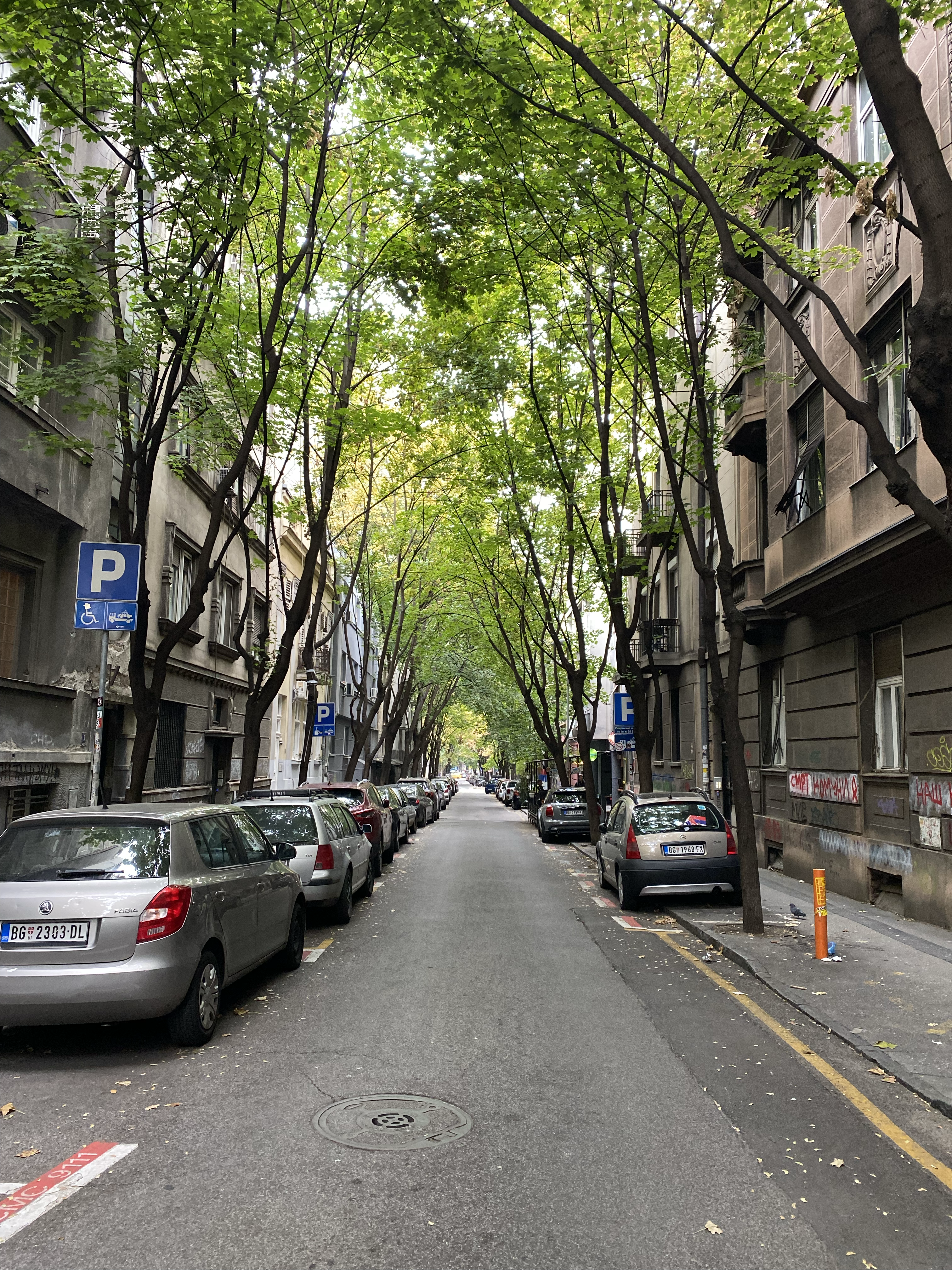 Tree-Lined Street