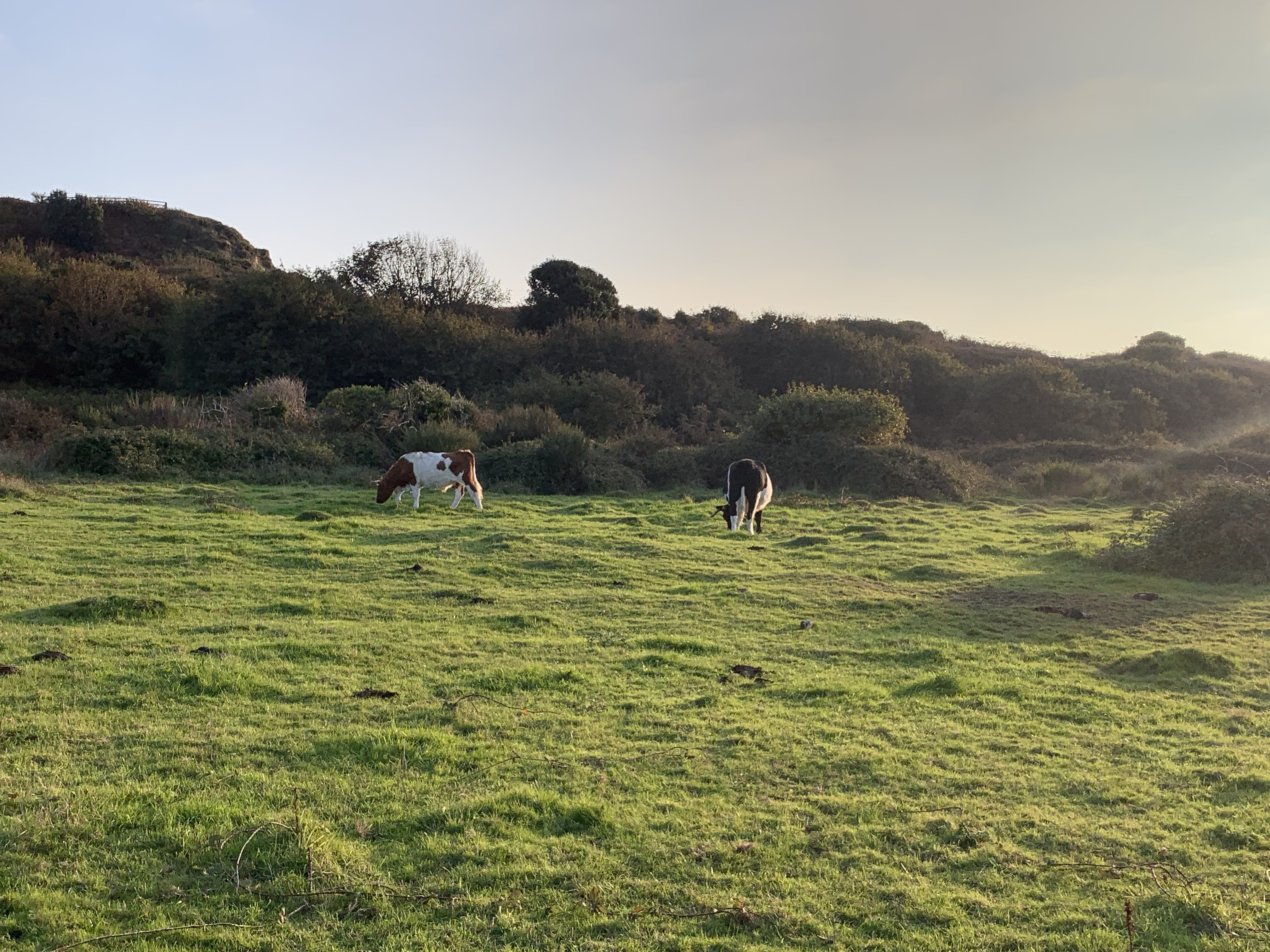 Coastal Cheddar cows