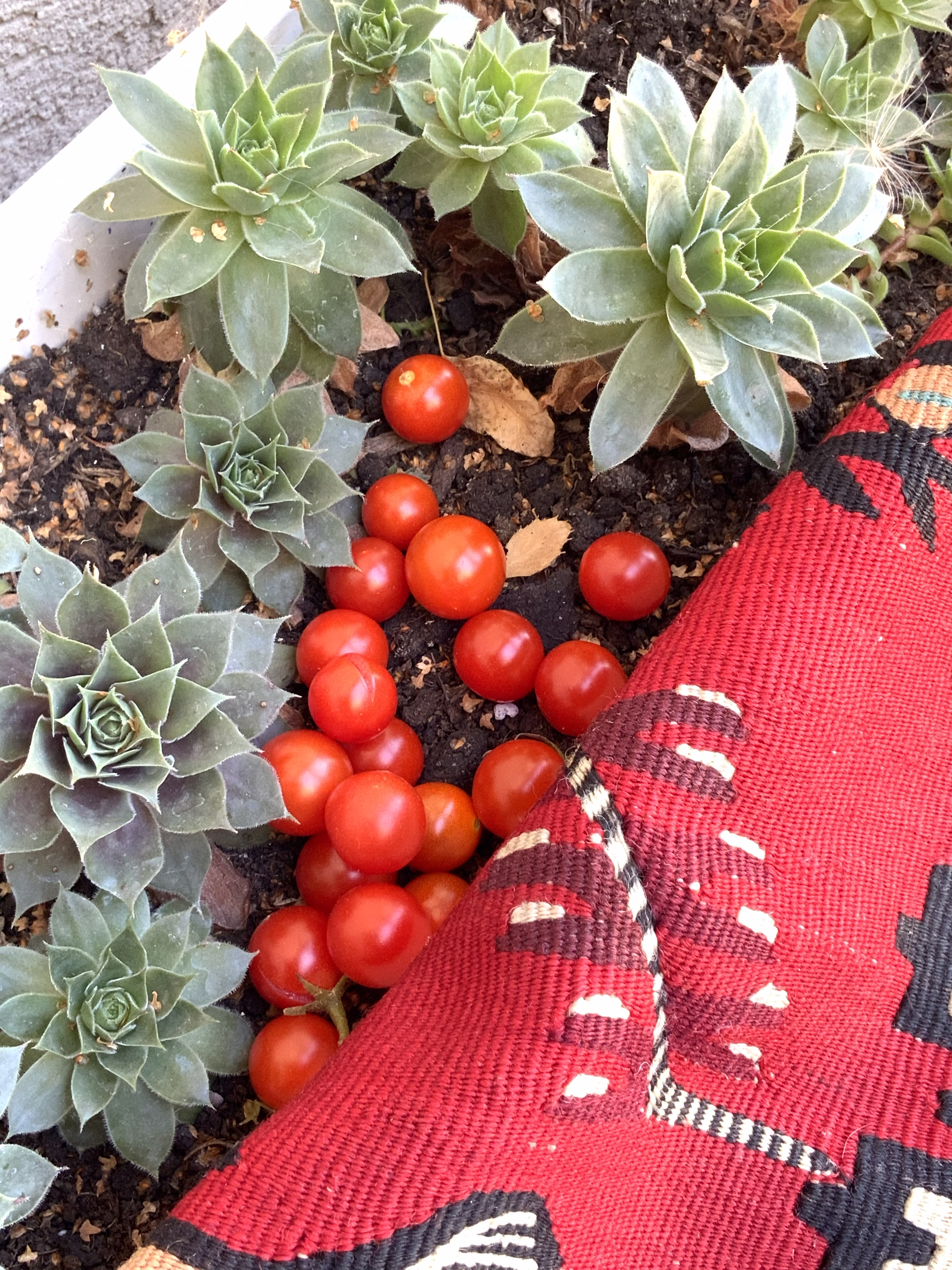Red Dots Houseleek Kilim