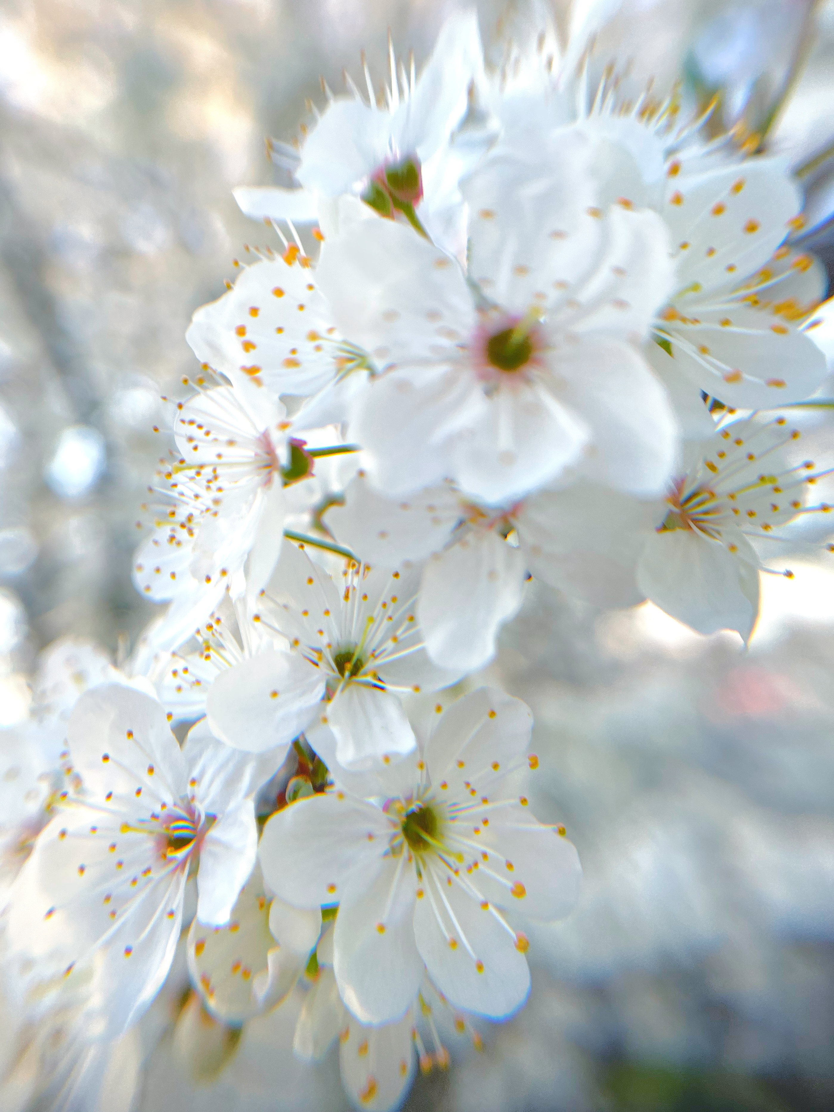 blossom_3
