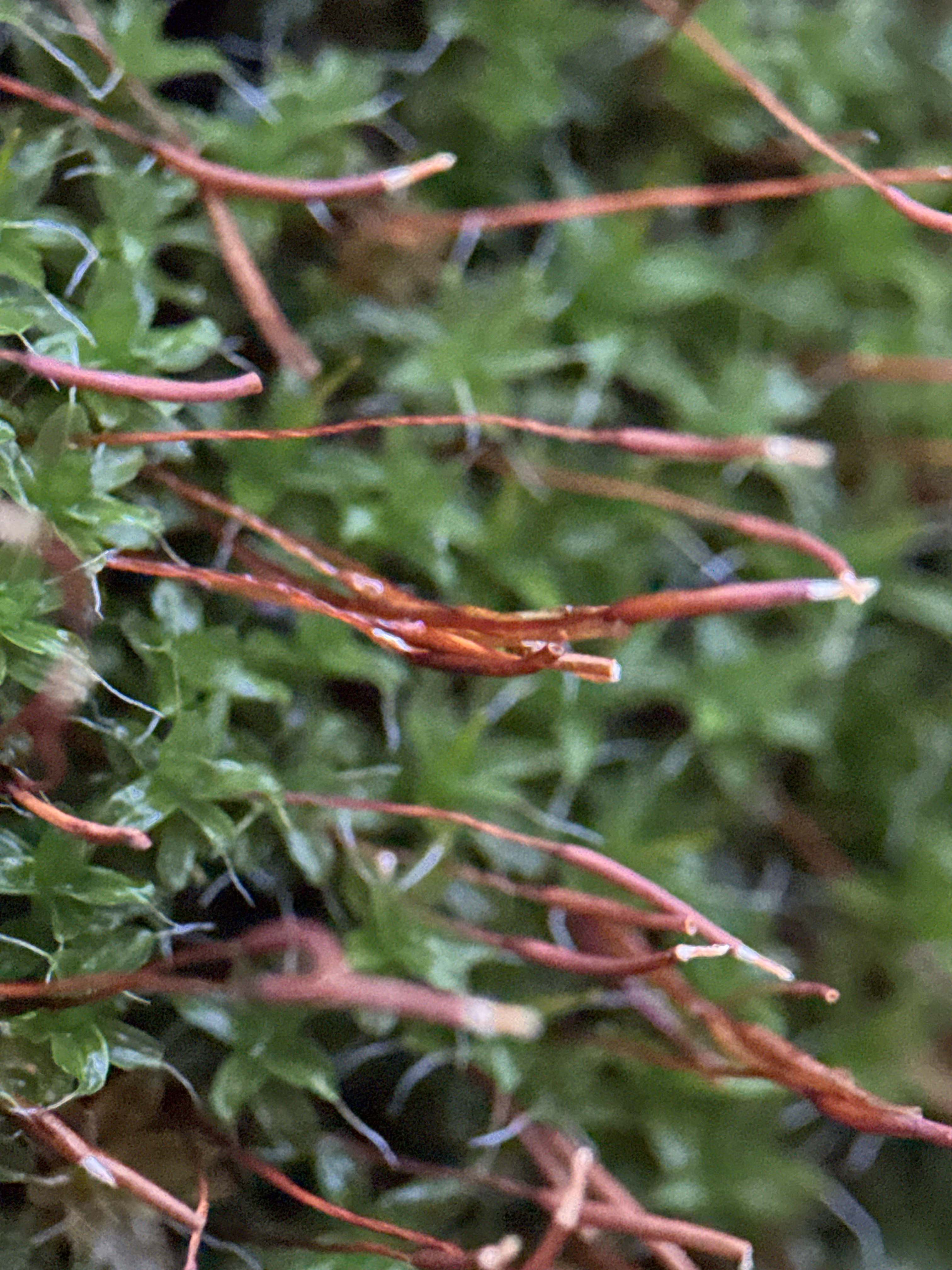 Moss feelers