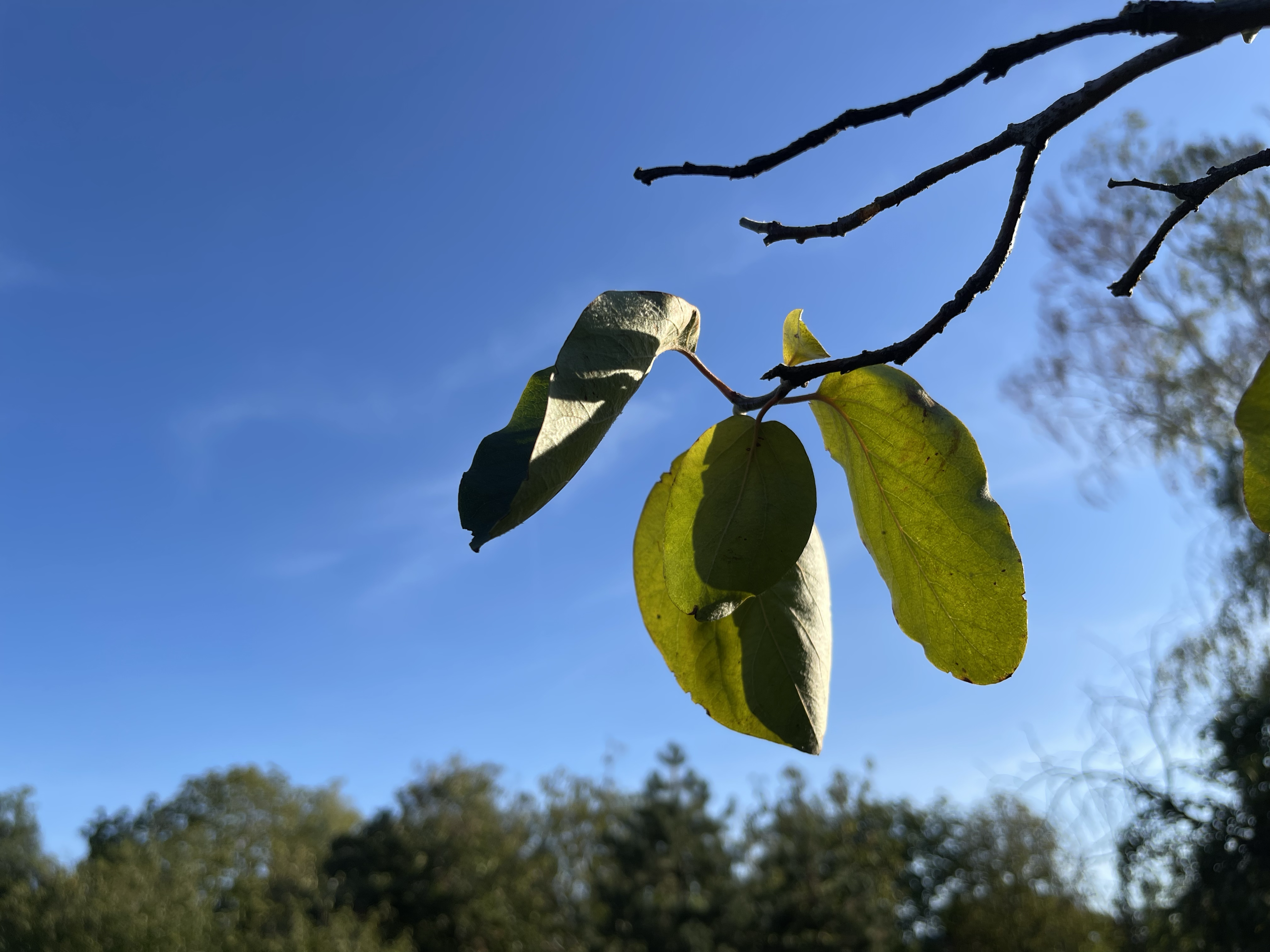 quince leaves 