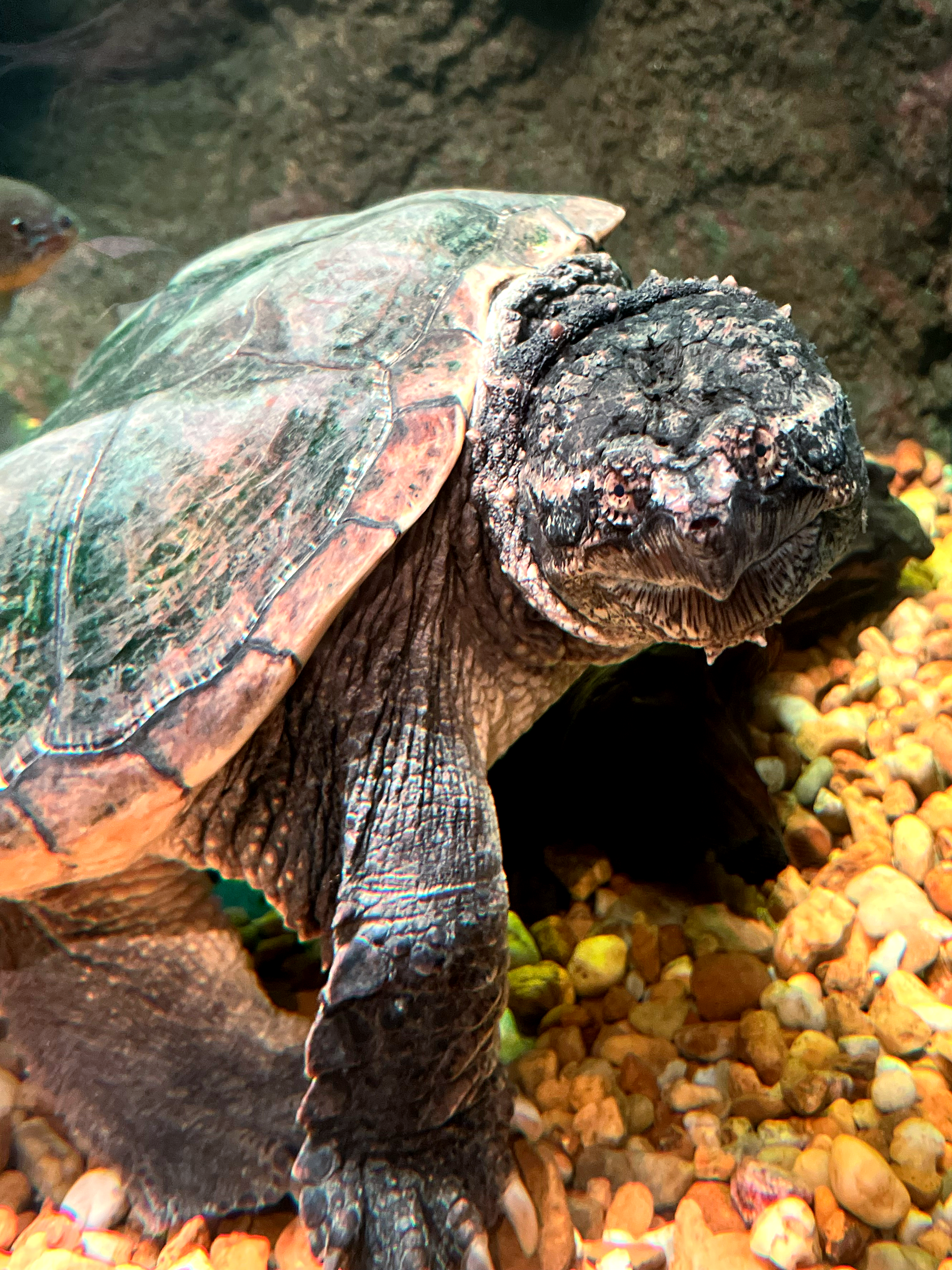 Alligator Snapping Turtle 