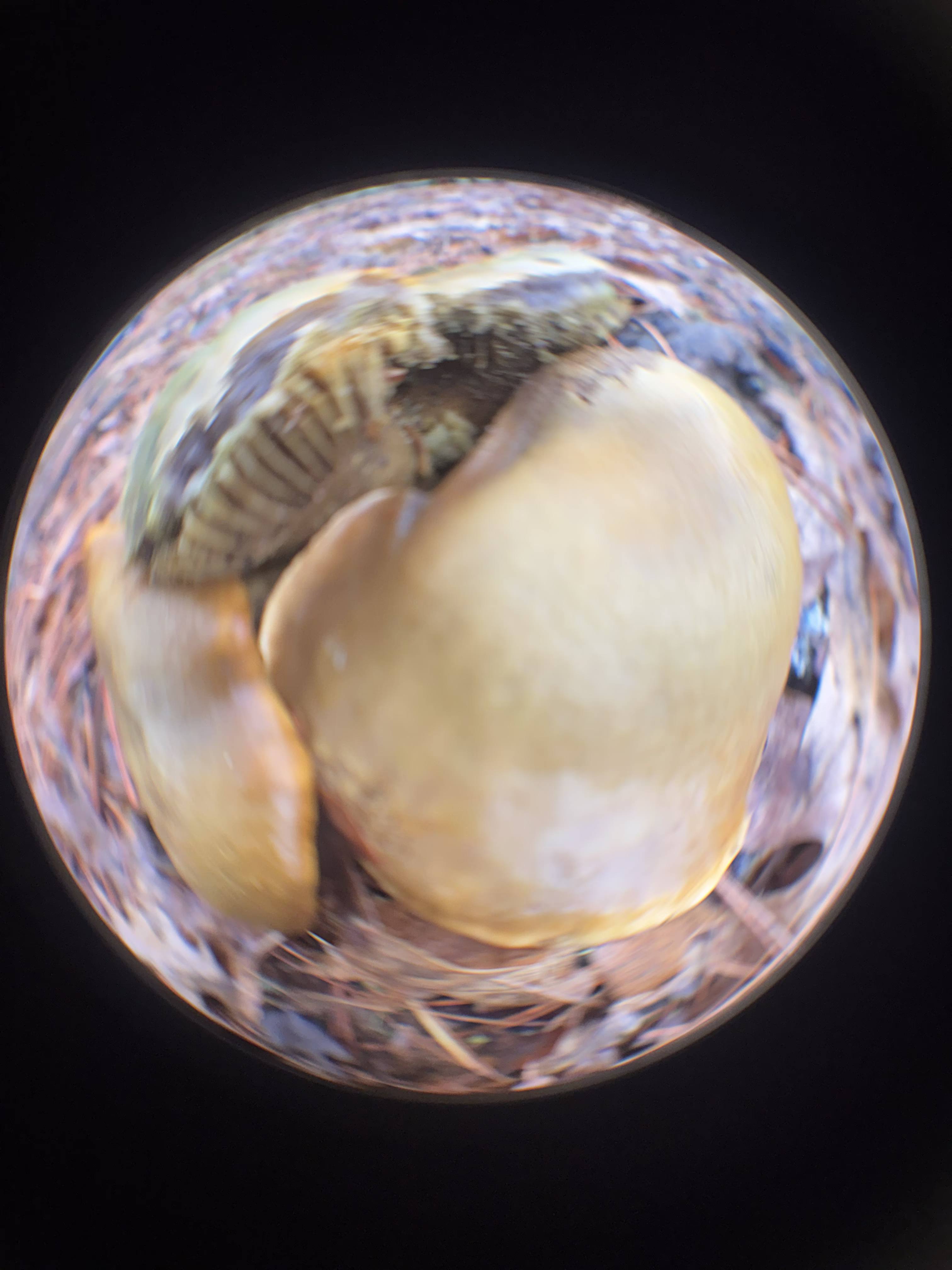 Mushrooms are round