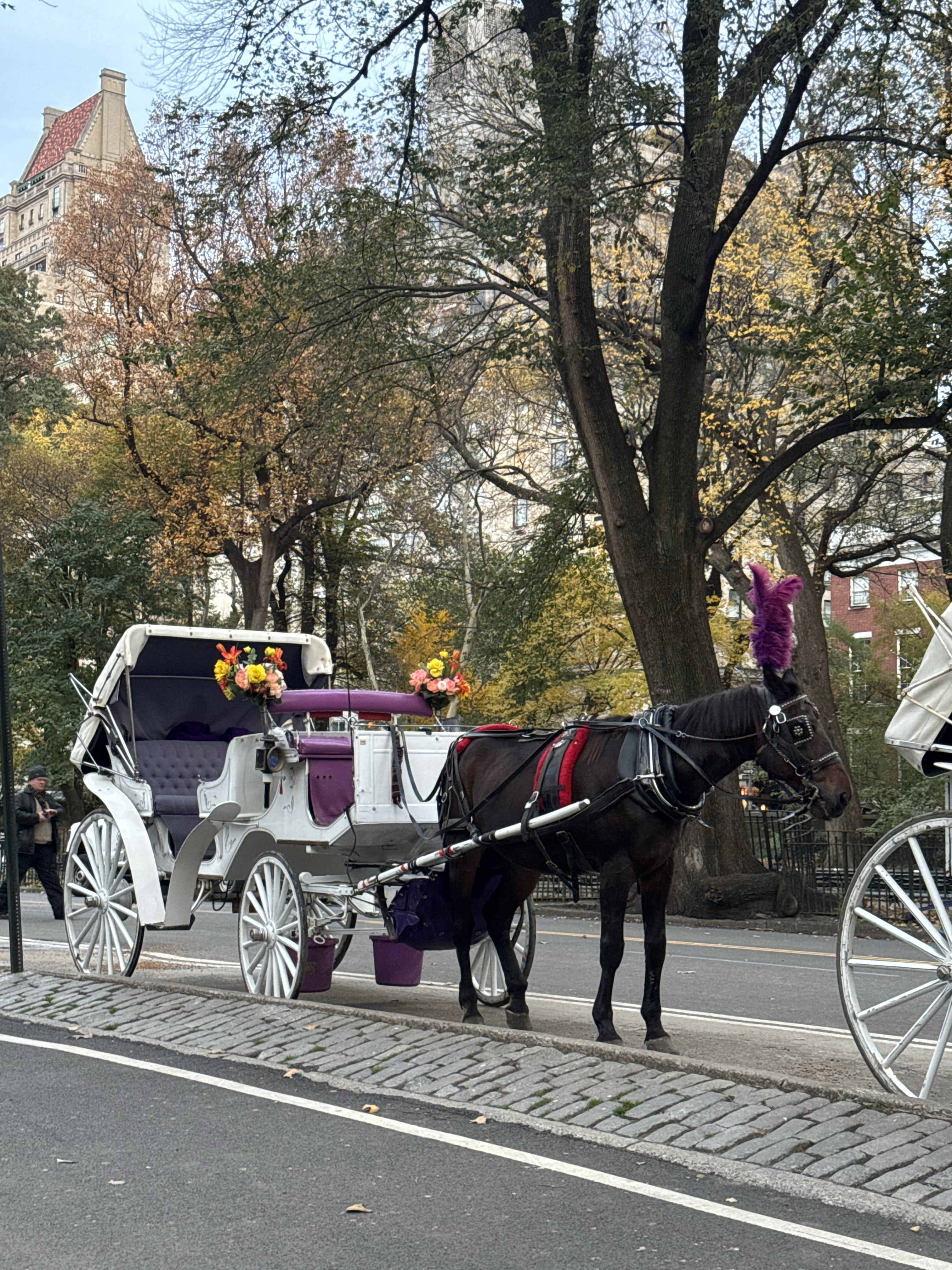 Central Park Horse